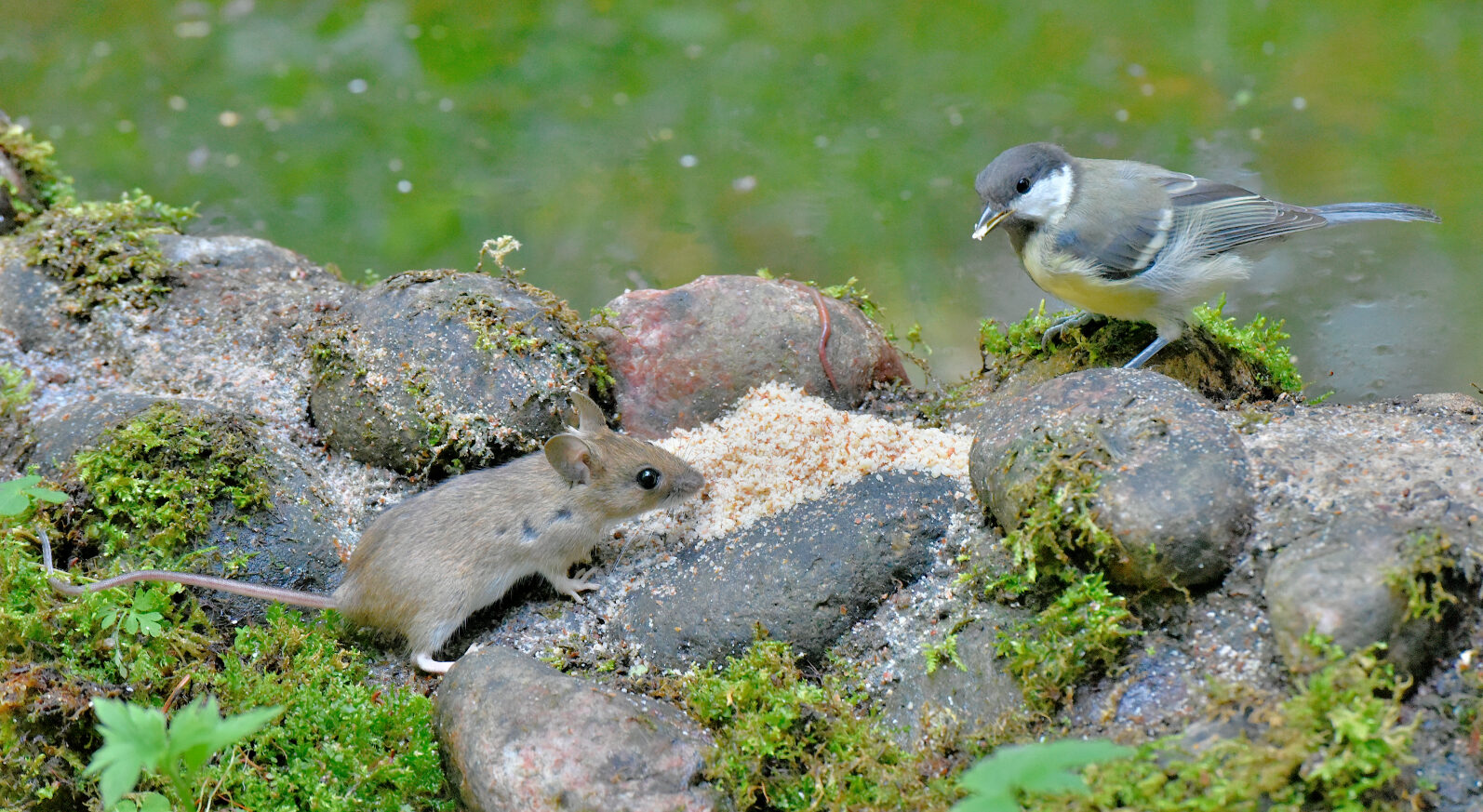 Valokuvaaja: Reijo Juurinen