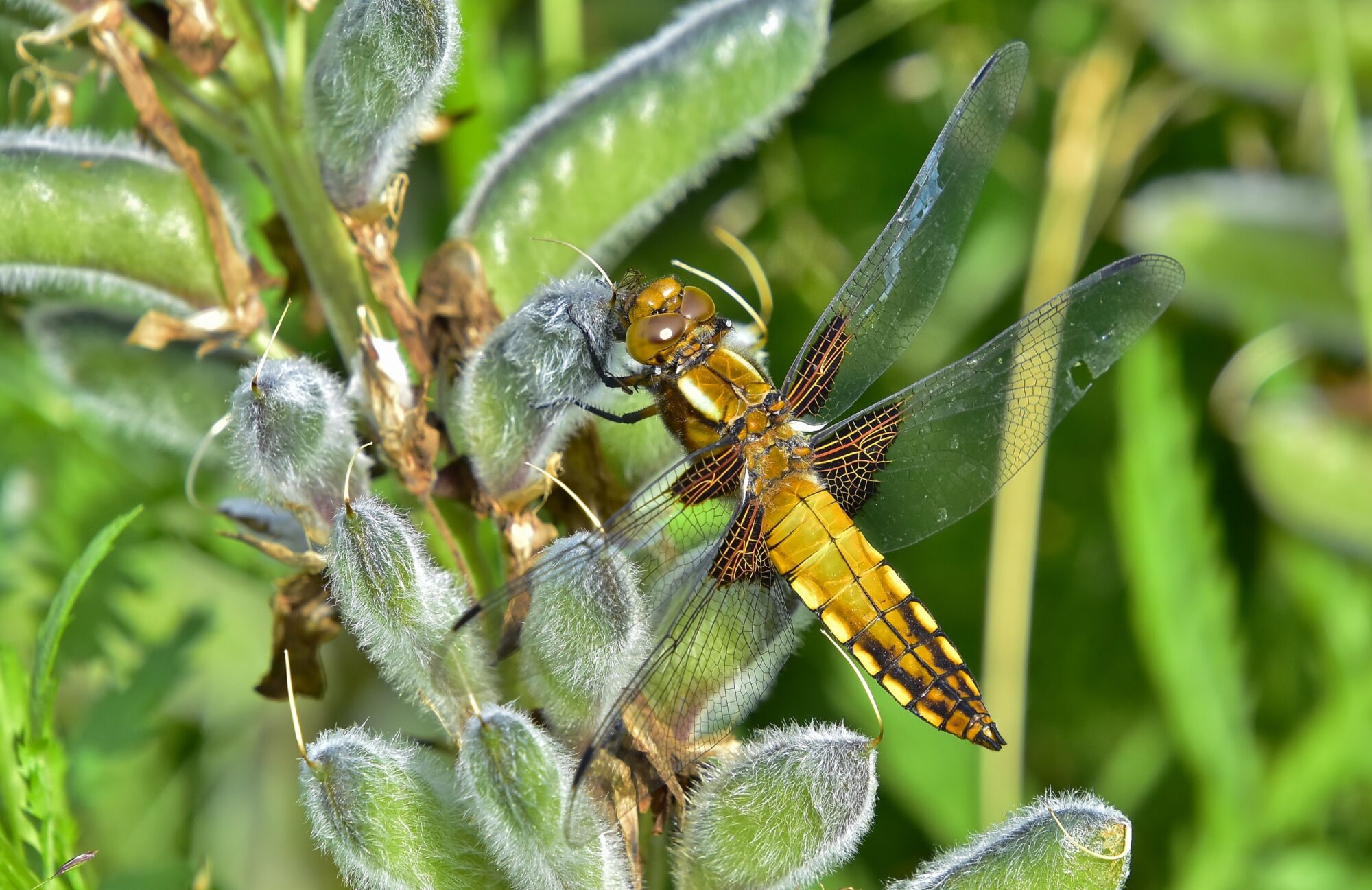 Valokuvaaja: Markku Pelkonen