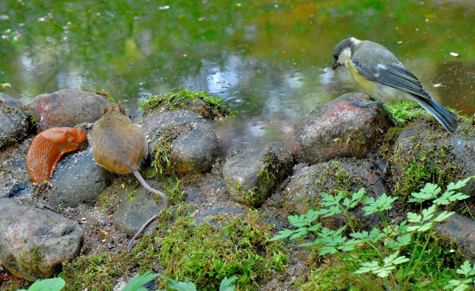 Valokuvaaja: Reijo Juurinen