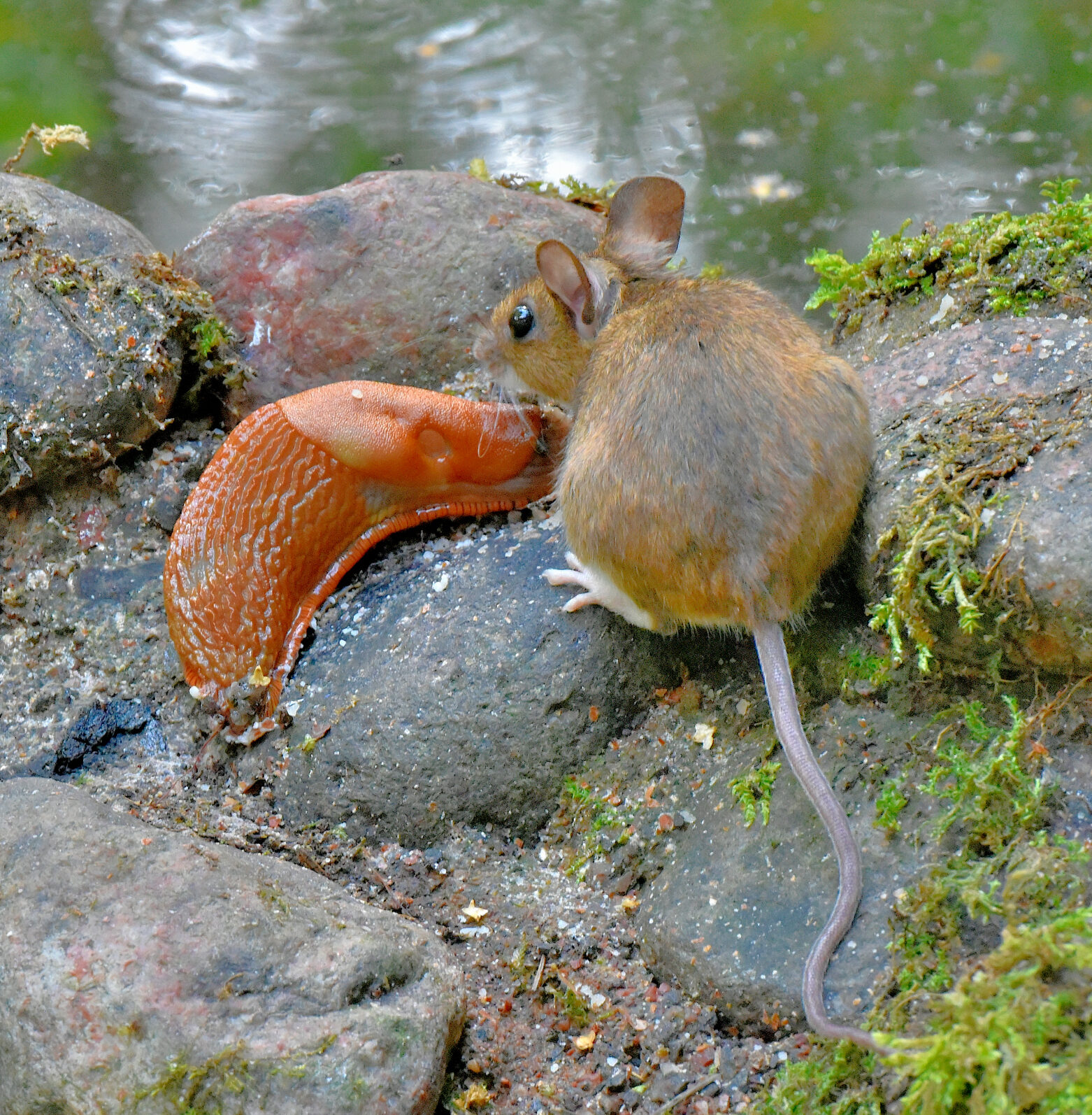 Valokuvaaja: Reijo Juurinen