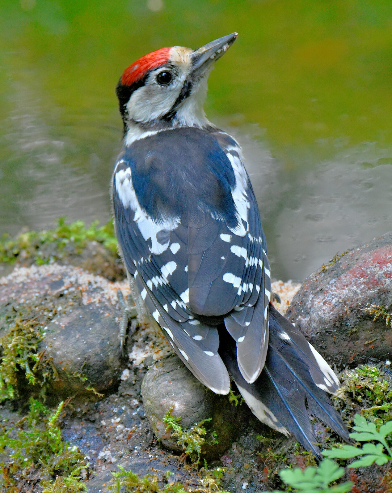 Valokuvaaja: Reijo Juurinen