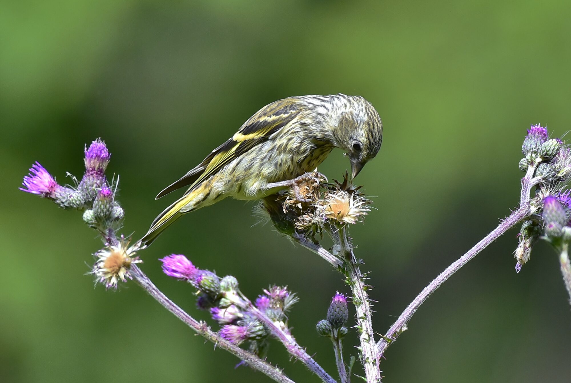 Valokuvaaja: Markku Pelkonen