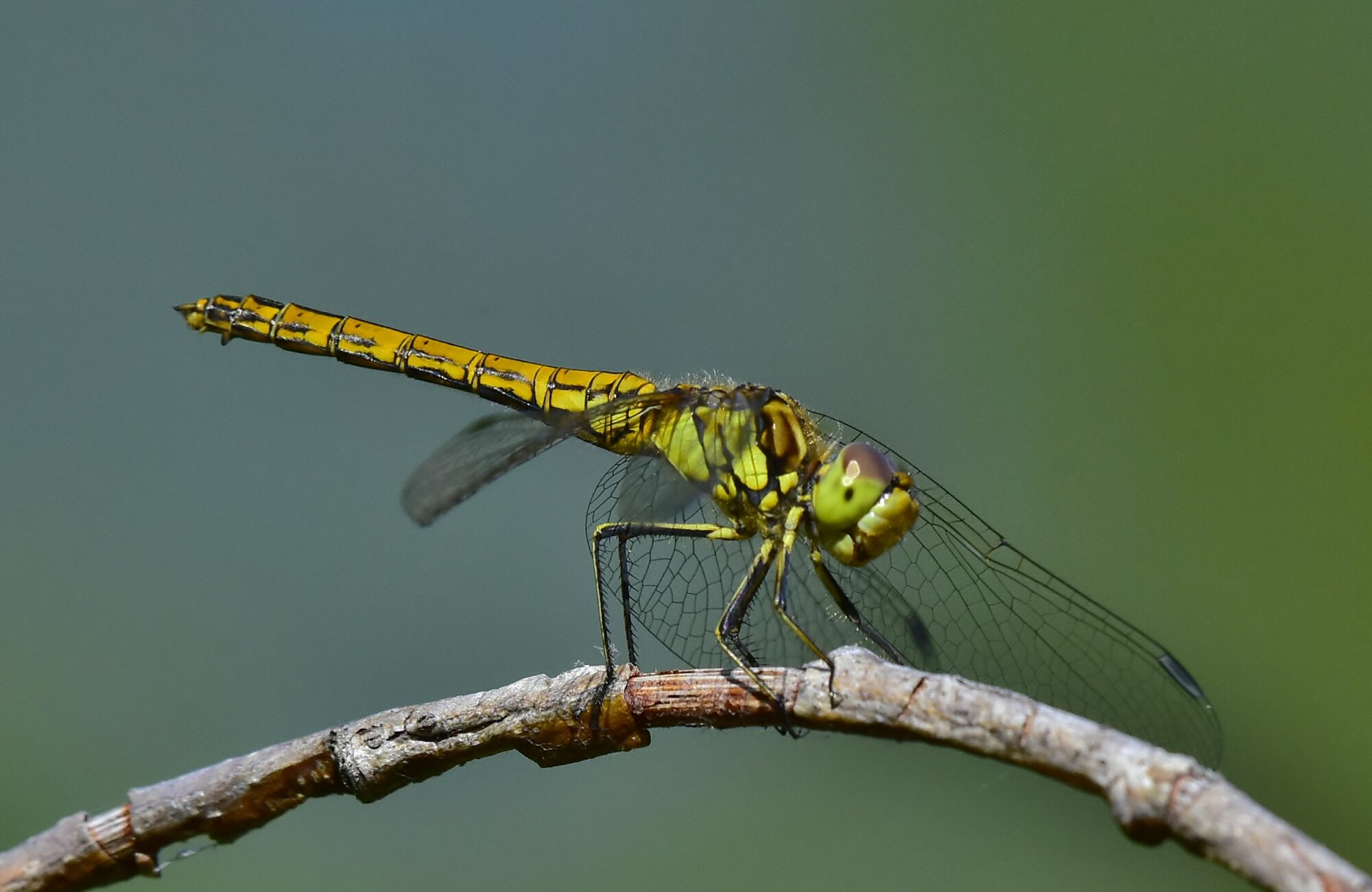 Valokuvaaja: Markku Pelkonen