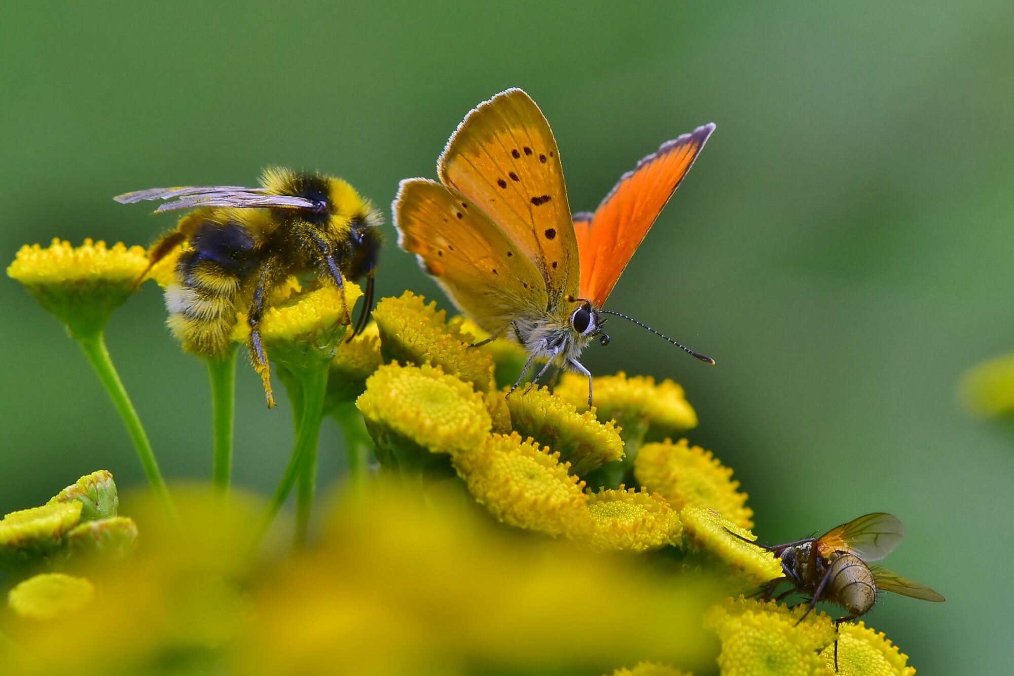 Valokuvaaja: Markku Pelkonen