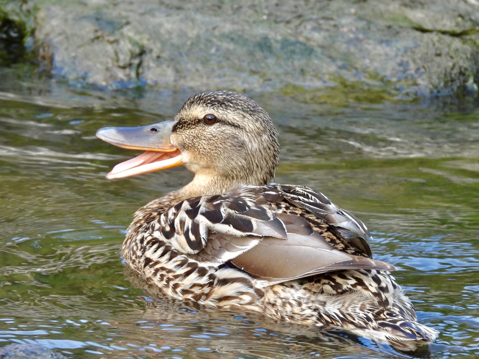 Valokuvaaja: Juhani Peltonen