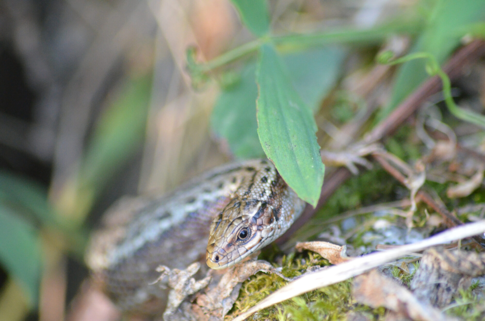 Valokuvaaja: Toni Asikainen