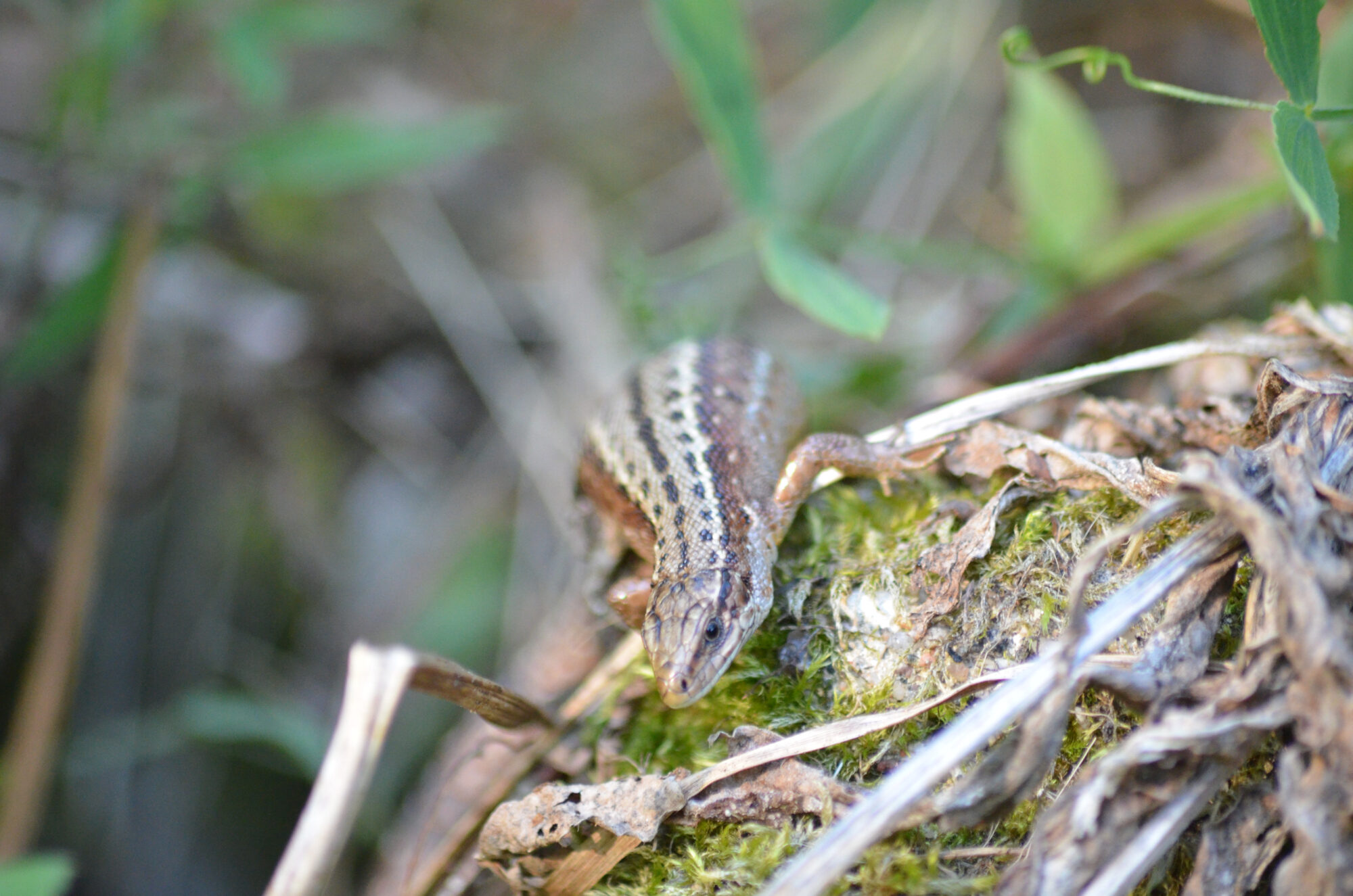 Valokuvaaja: Toni Asikainen