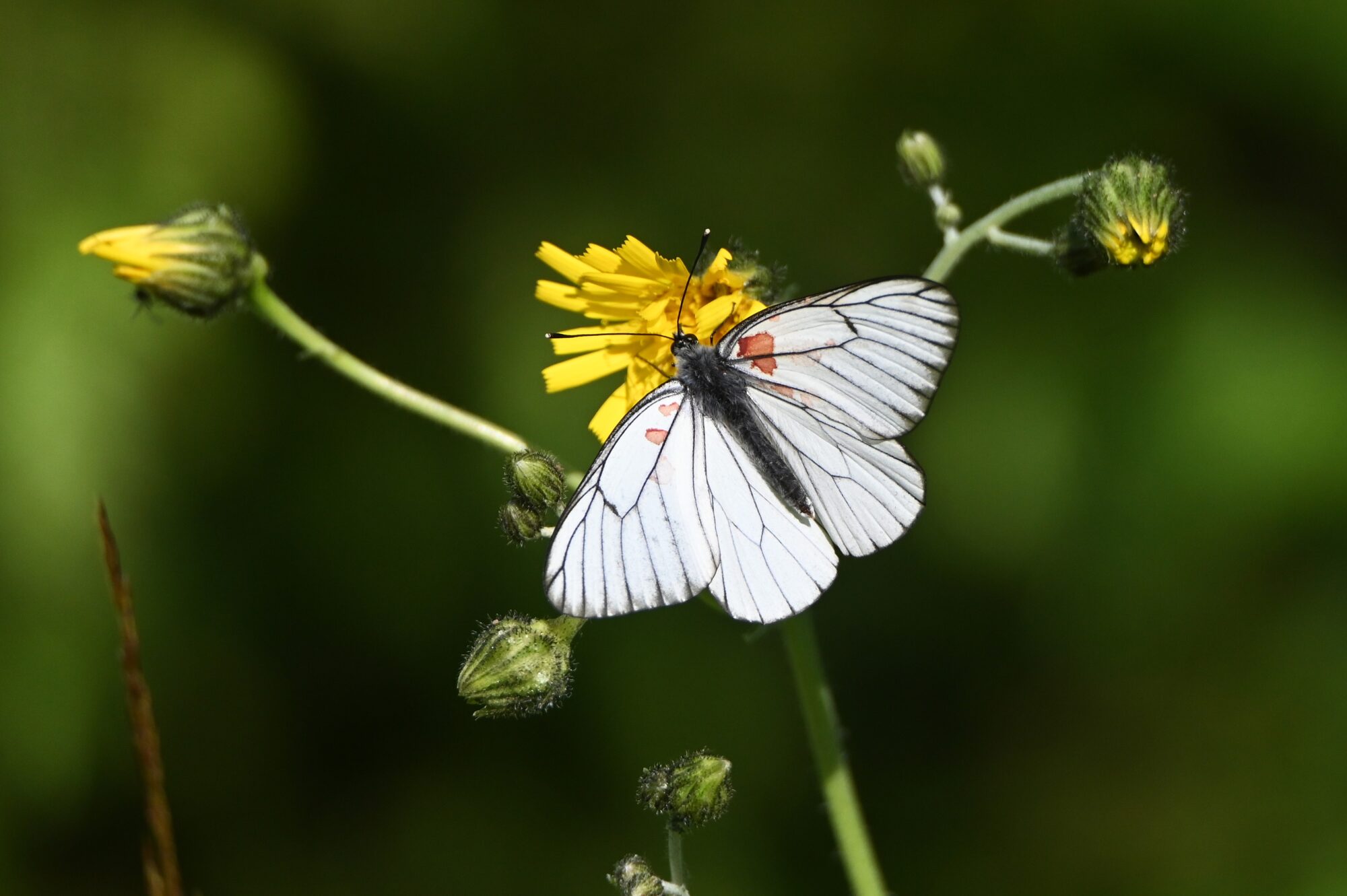 Valokuvaaja: Maarit Siitonen Valokuvaaja: Maarit Siitonen