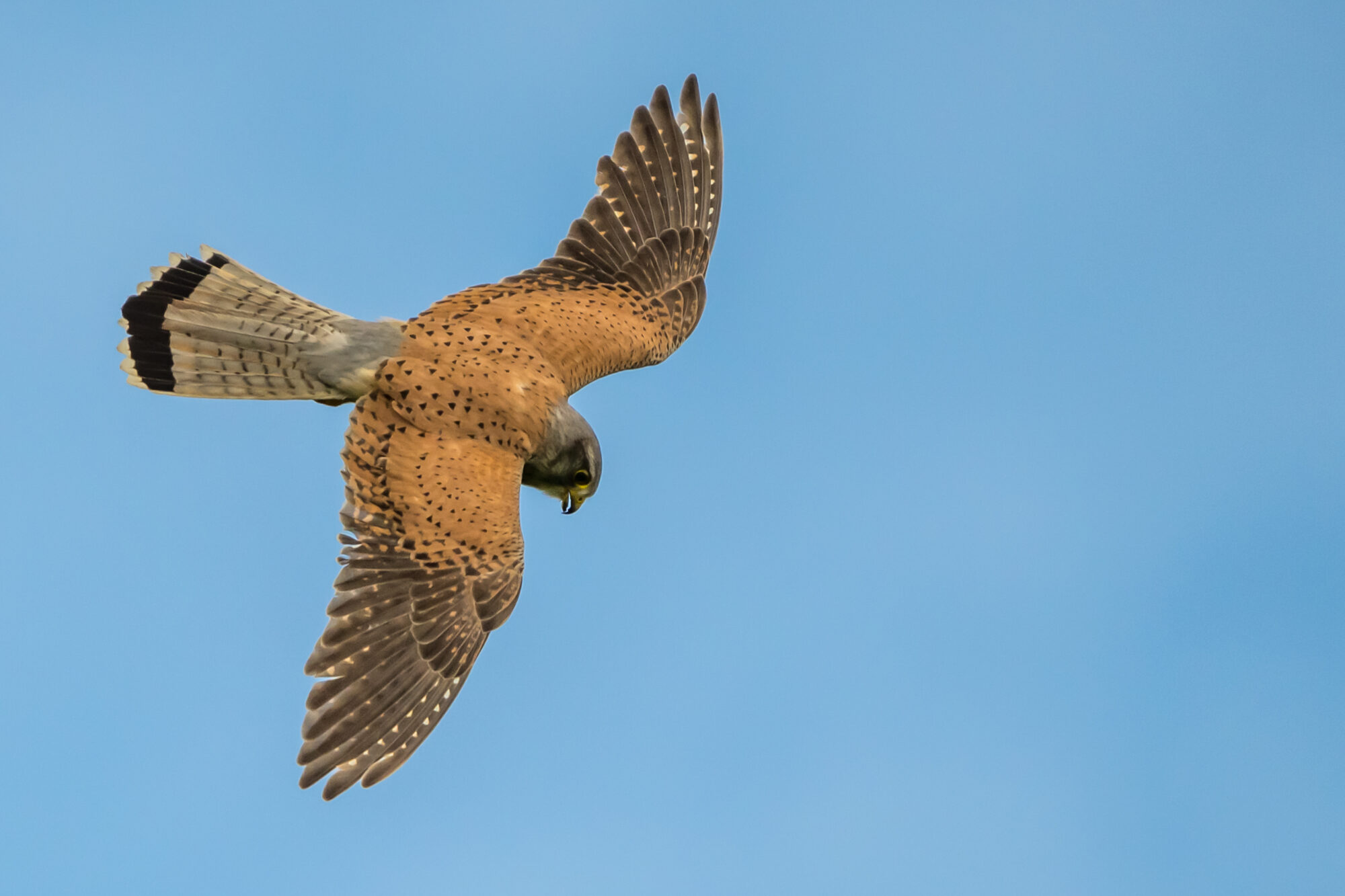 Valokuvaaja: Markku Saarinen