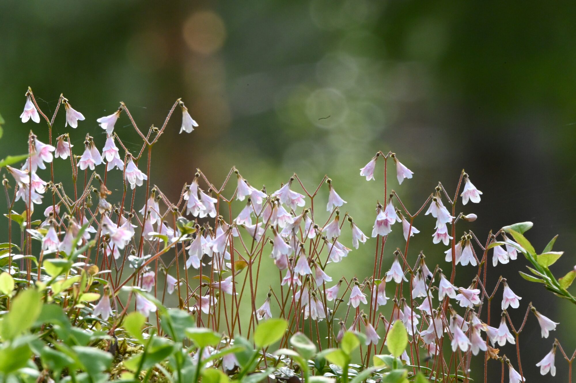 Valokuvaaja: Maarit Siitonen Valokuvaaja: Maarit Siitonen