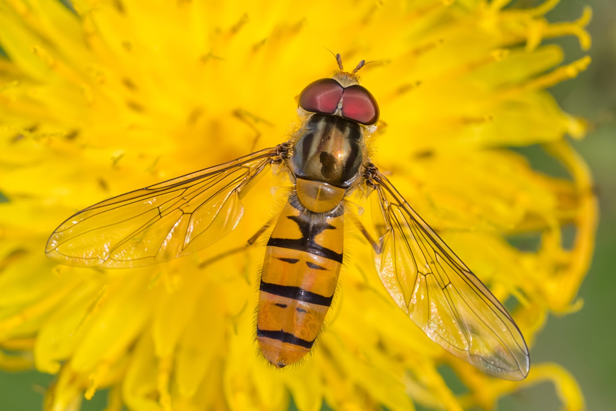 Valokuvaaja: Markku Saarinen