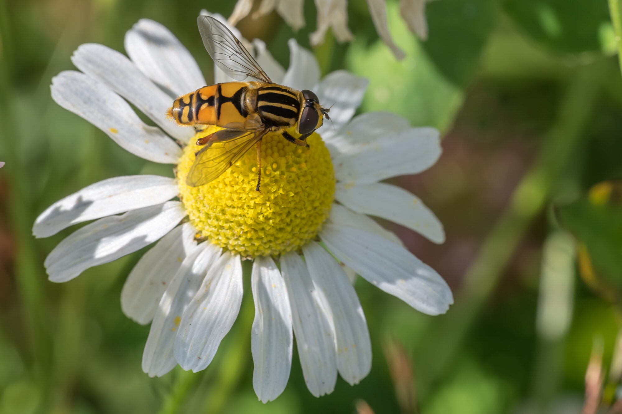 Valokuvaaja: Markku Saarinen