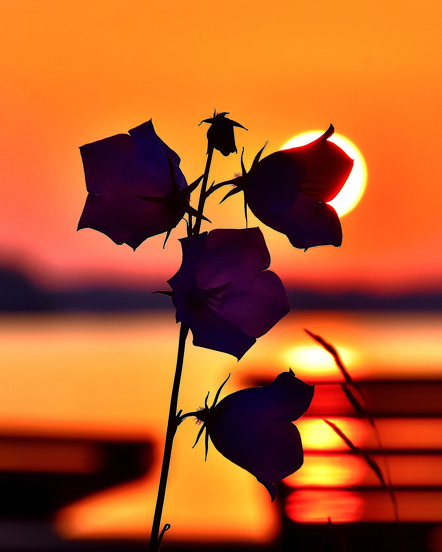 Valokuvaaja: Lasse Rokka