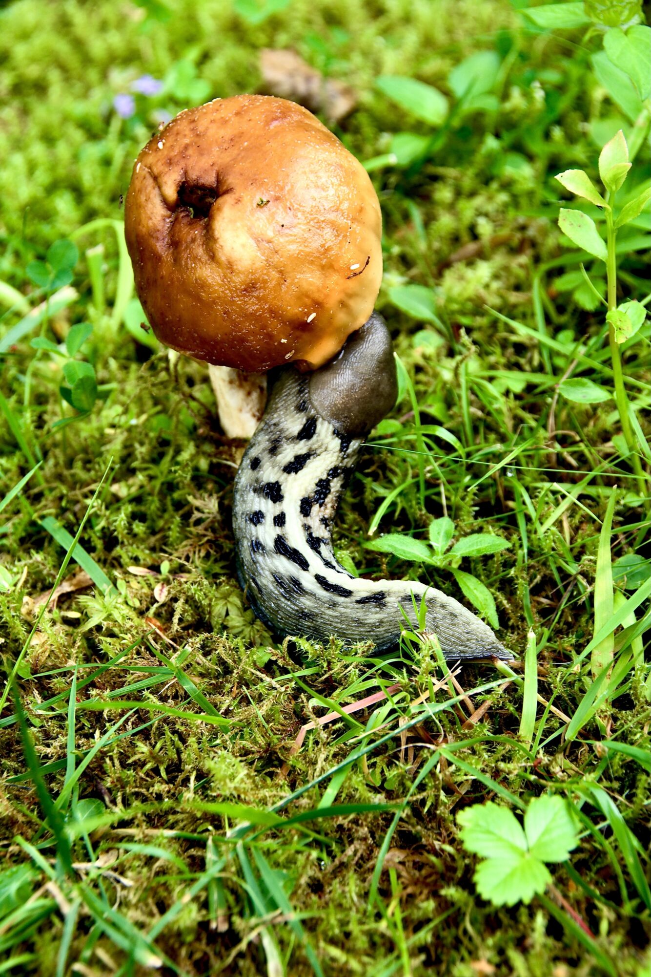 Valokuvaaja: Lasse Rokka