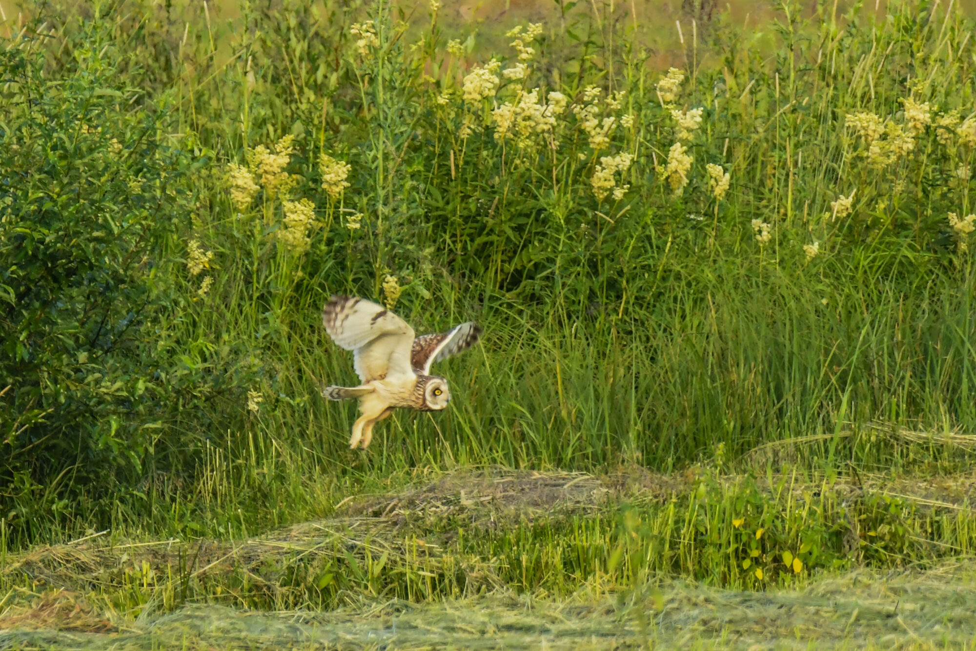 Valokuvaaja: Maija savolainen Valokuvaaja: Maija savolainen