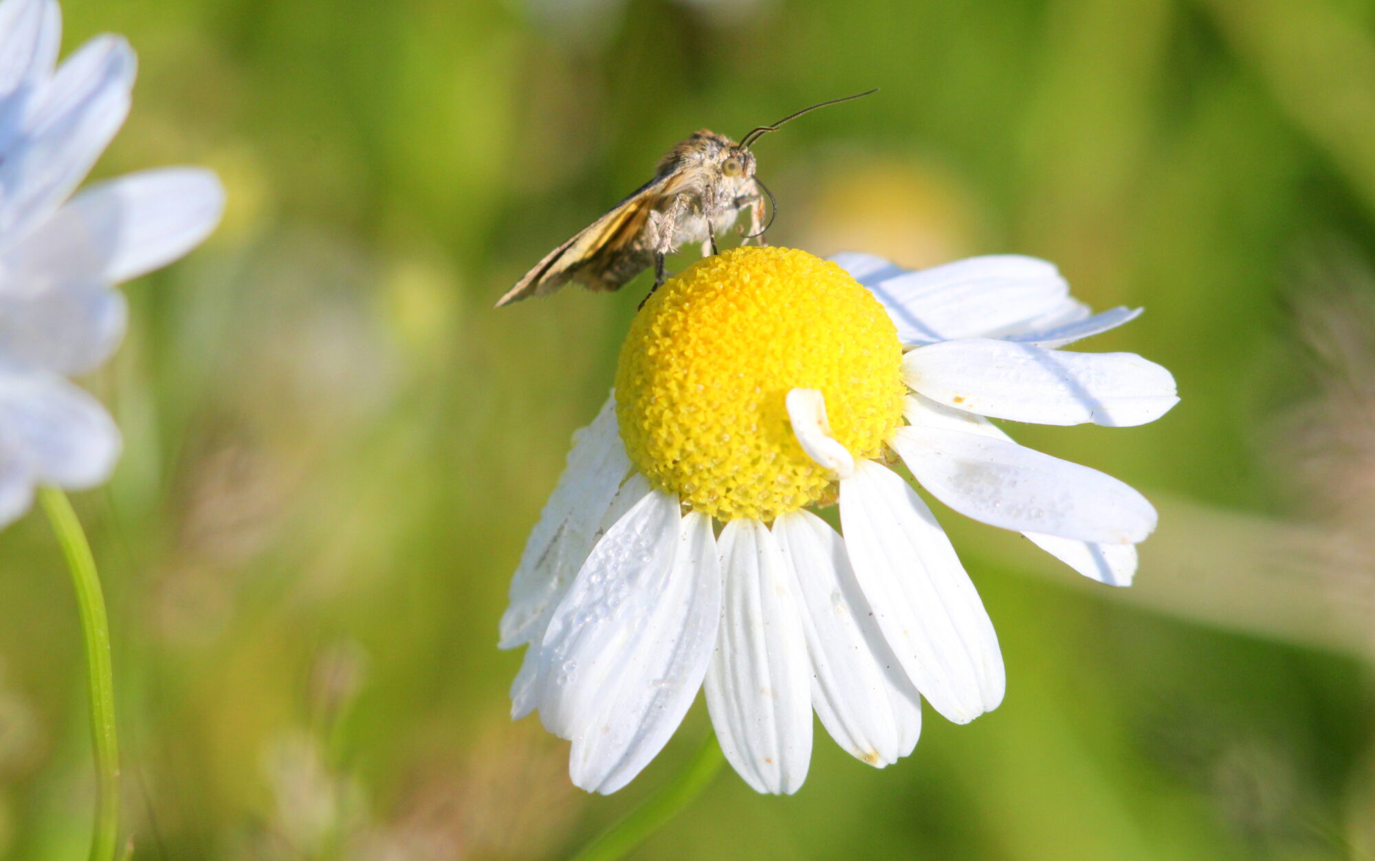 Valokuvaaja: Kaarlo Asikainen Valokuvaaja: Kaarlo Asikainen