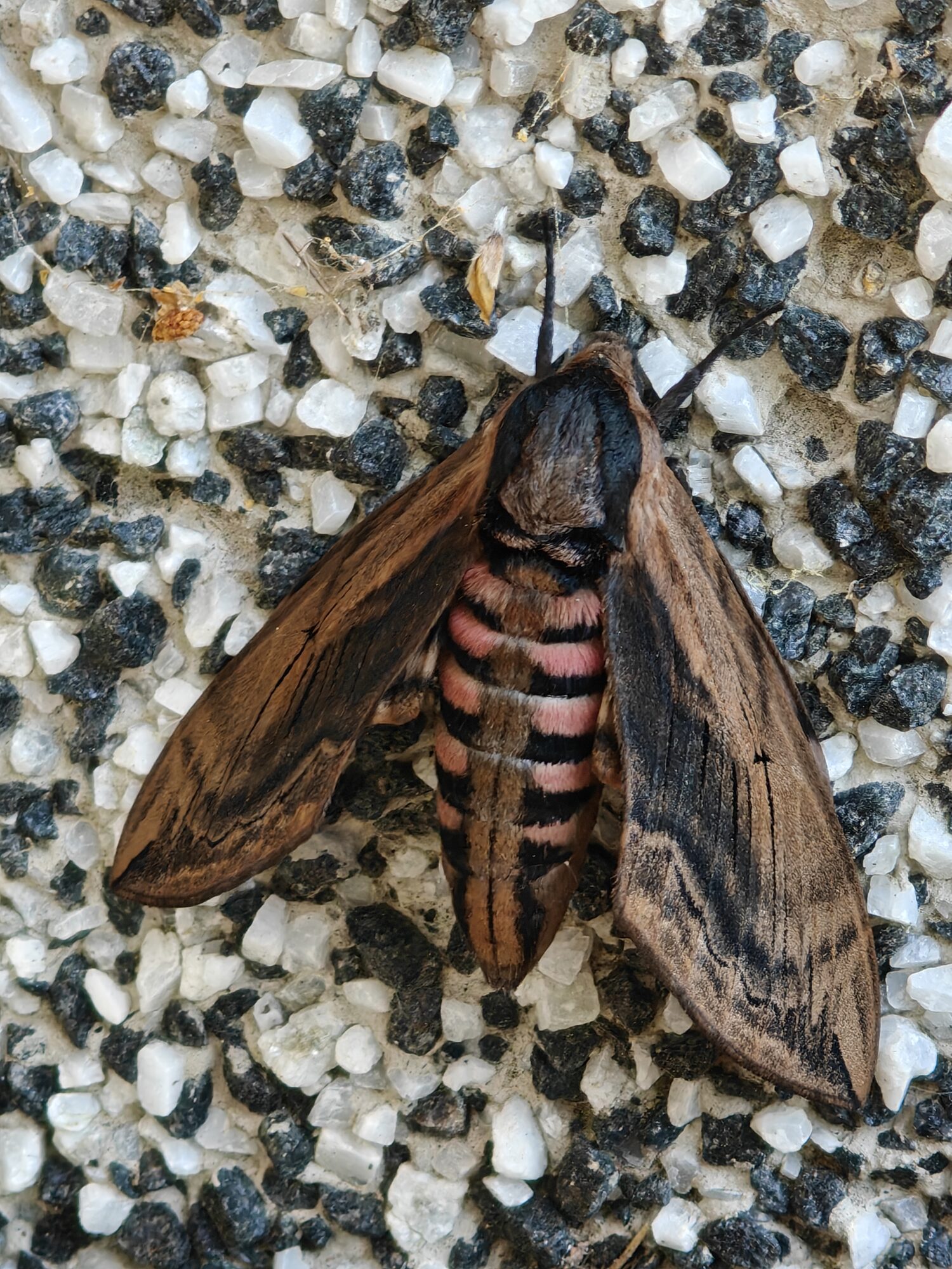 Valokuvaaja: Tiina Mäkinen