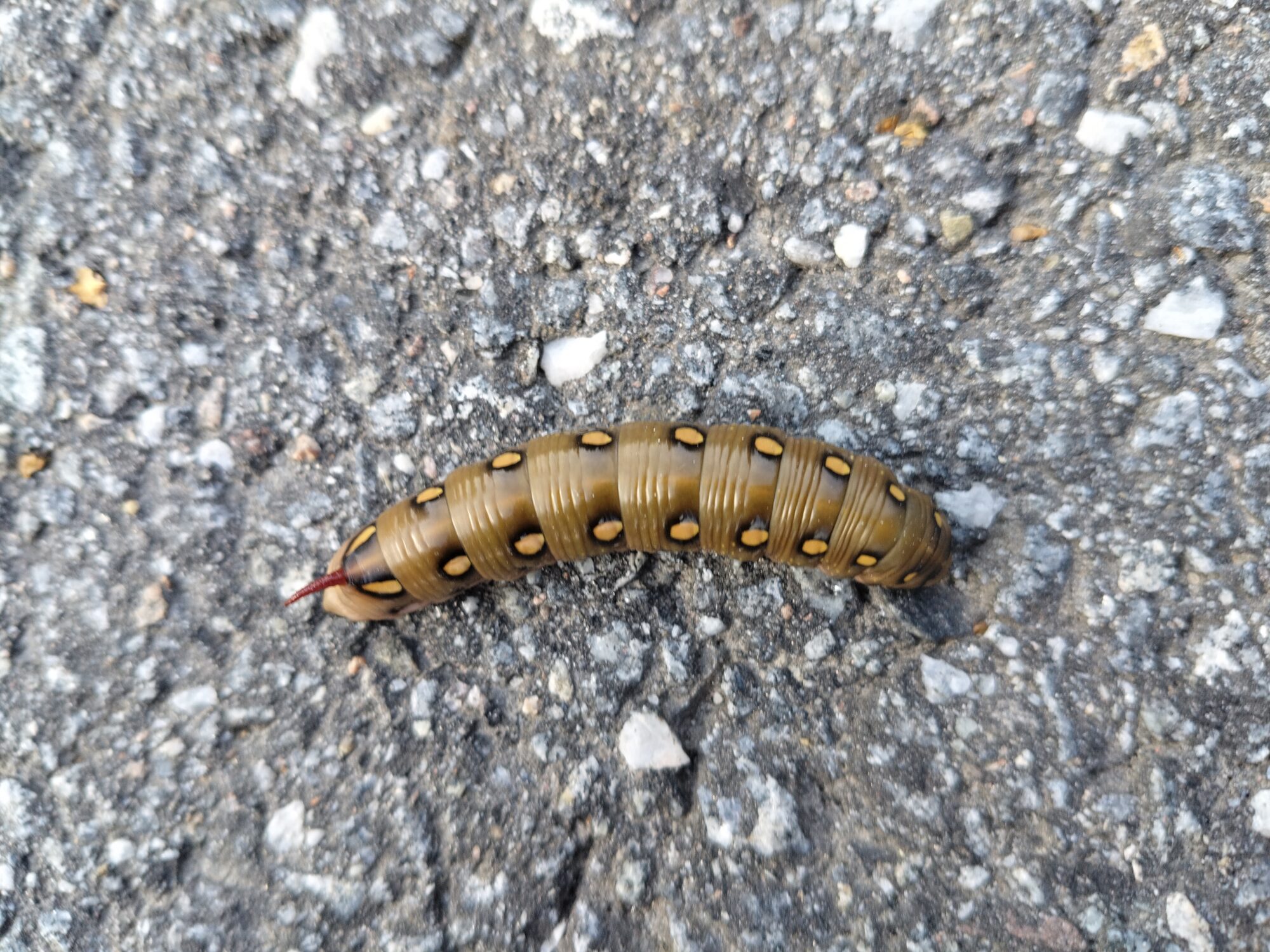 Valokuvaaja: Anna-Liisa Koskinen