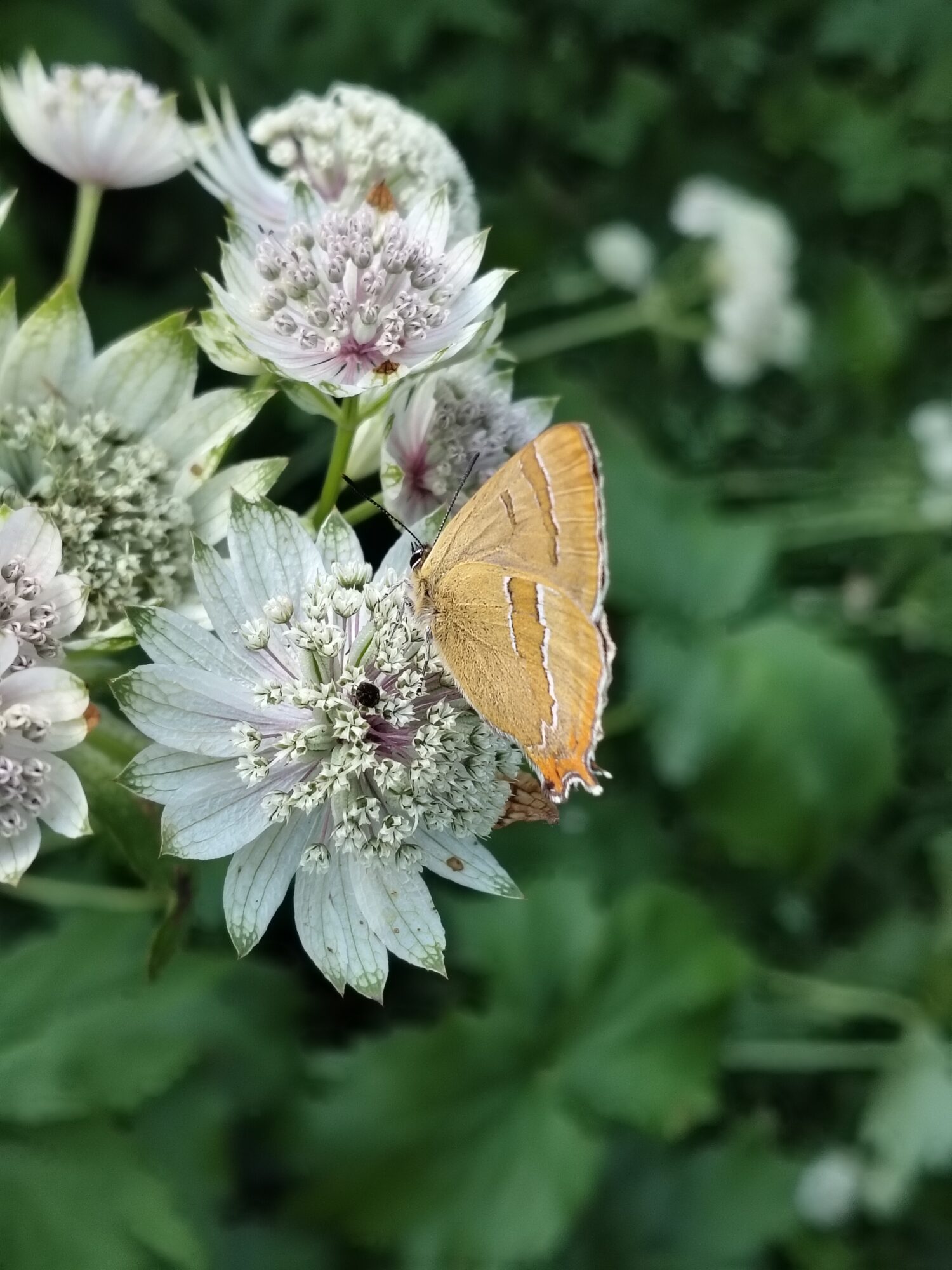 Valokuvaaja: Asta Lehtimäki