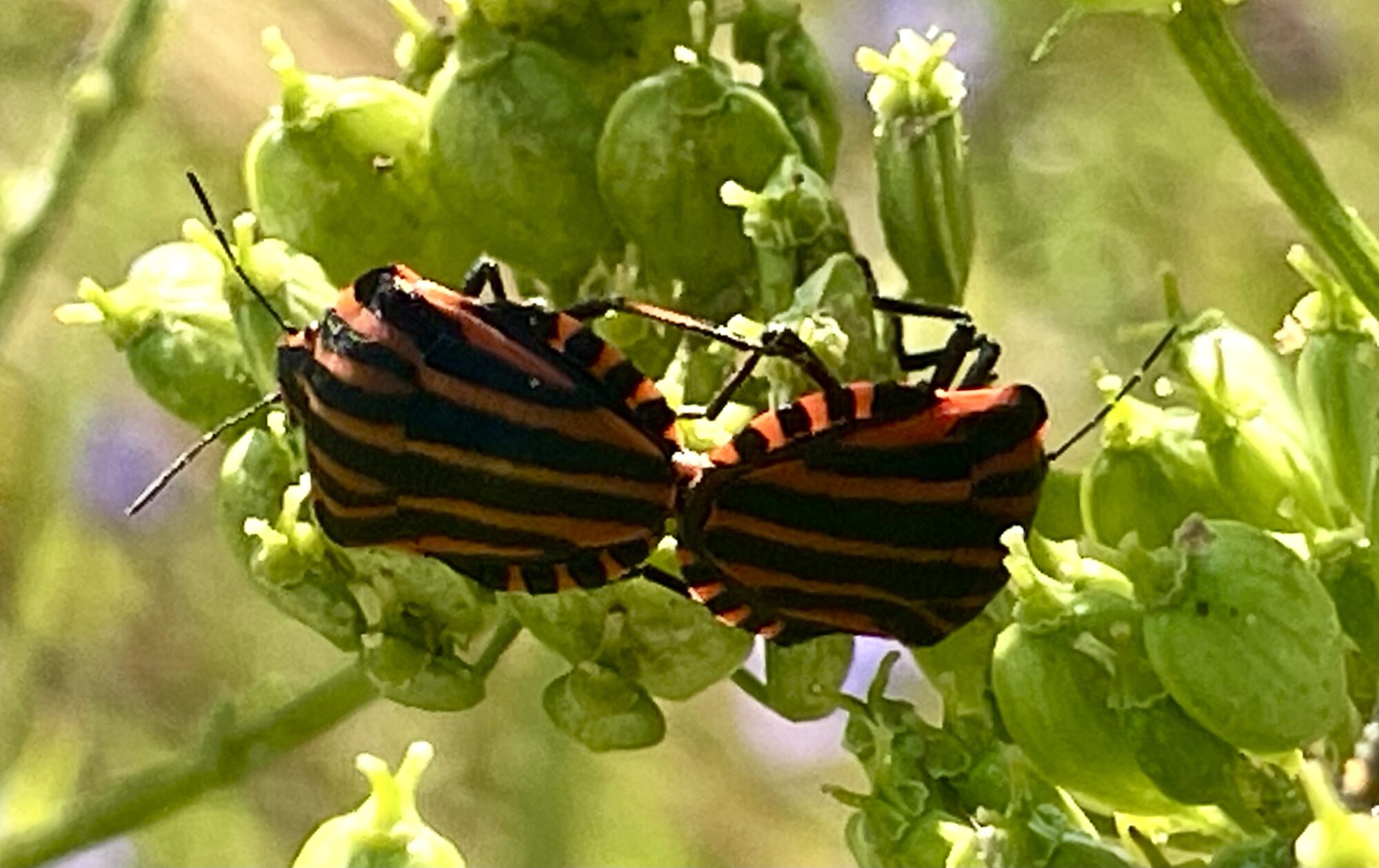 Valokuvaaja: Liisa Niiva-Korpela Valokuvaaja: Liisa Niiva-Korpela