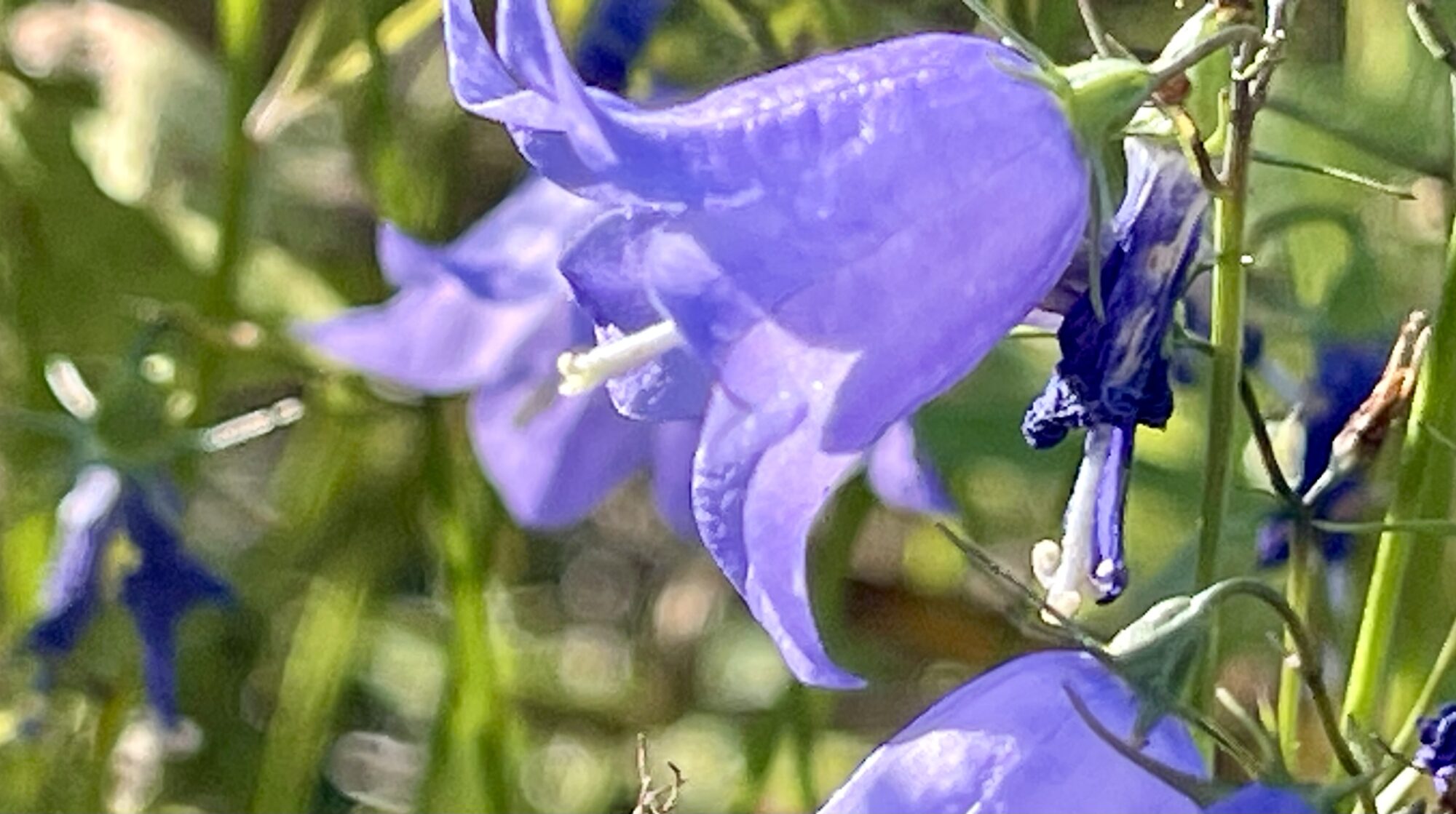 Valokuvaaja: Liisa Niiva-Korpela Valokuvaaja: Liisa Niiva-Korpela