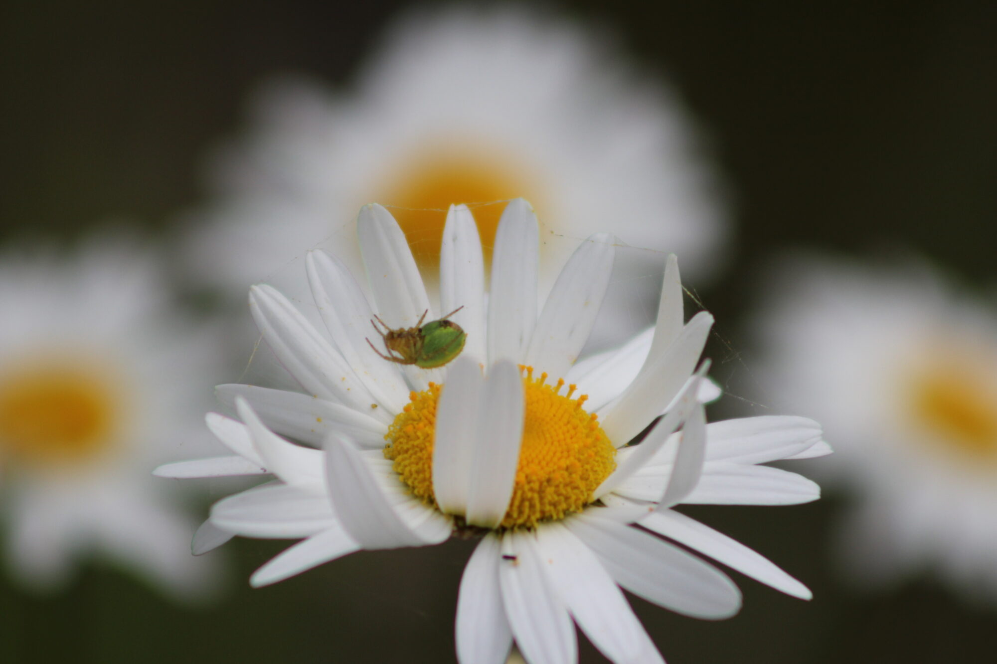 Valokuvaaja: Lisa Aarnio