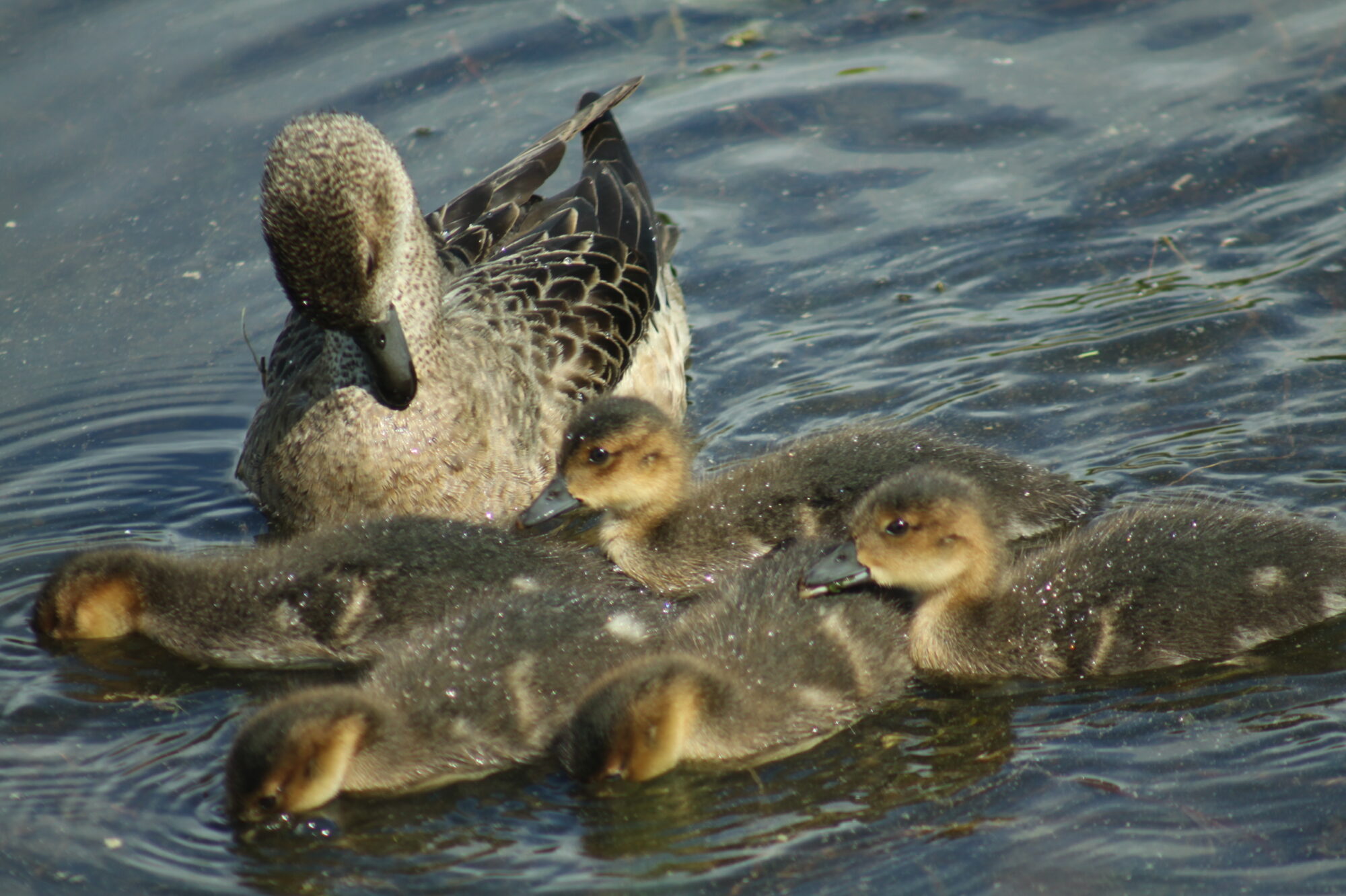 Valokuvaaja: Pirkko Siukonen