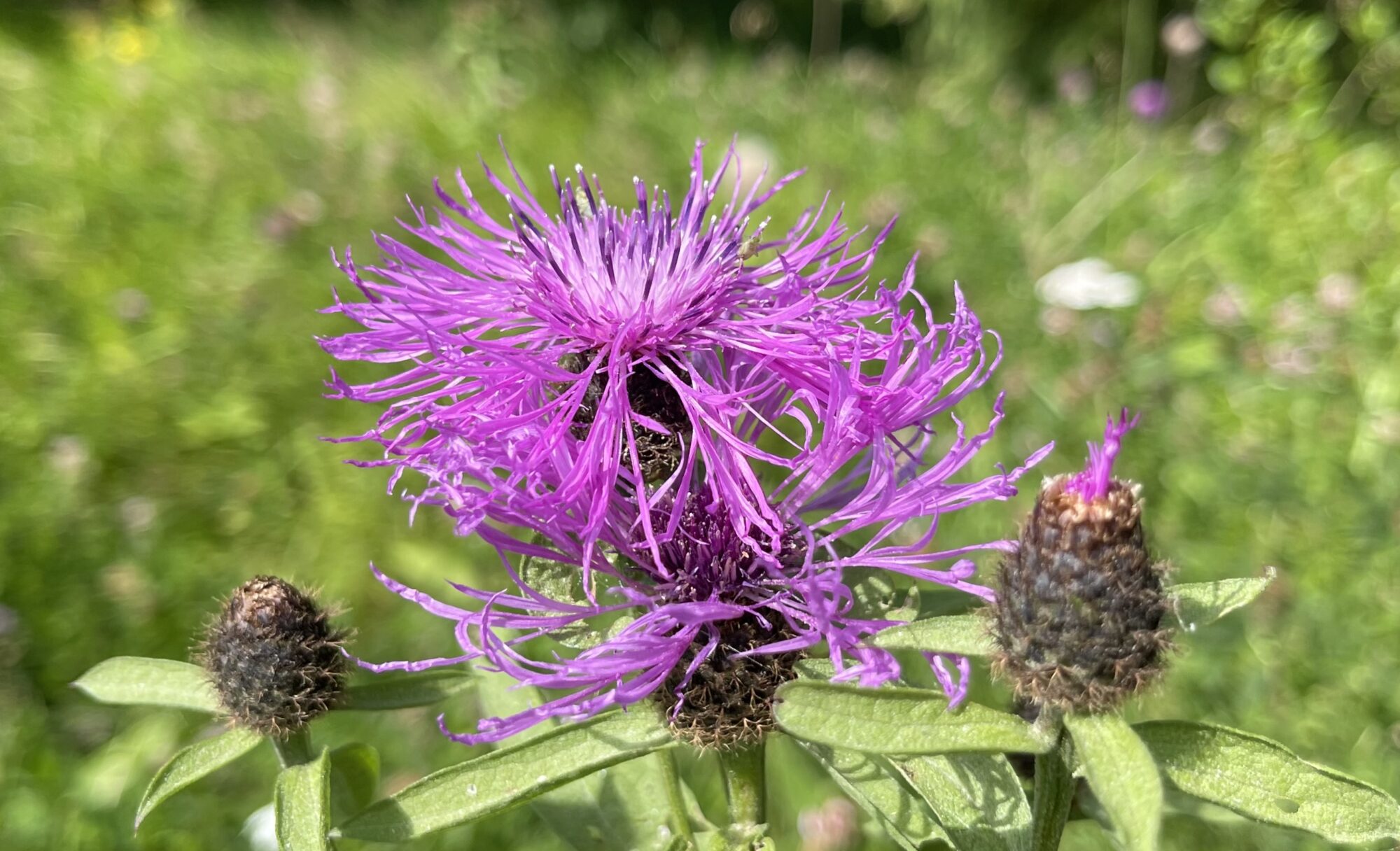 Valokuvaaja: Liisa Niiva-Korpela