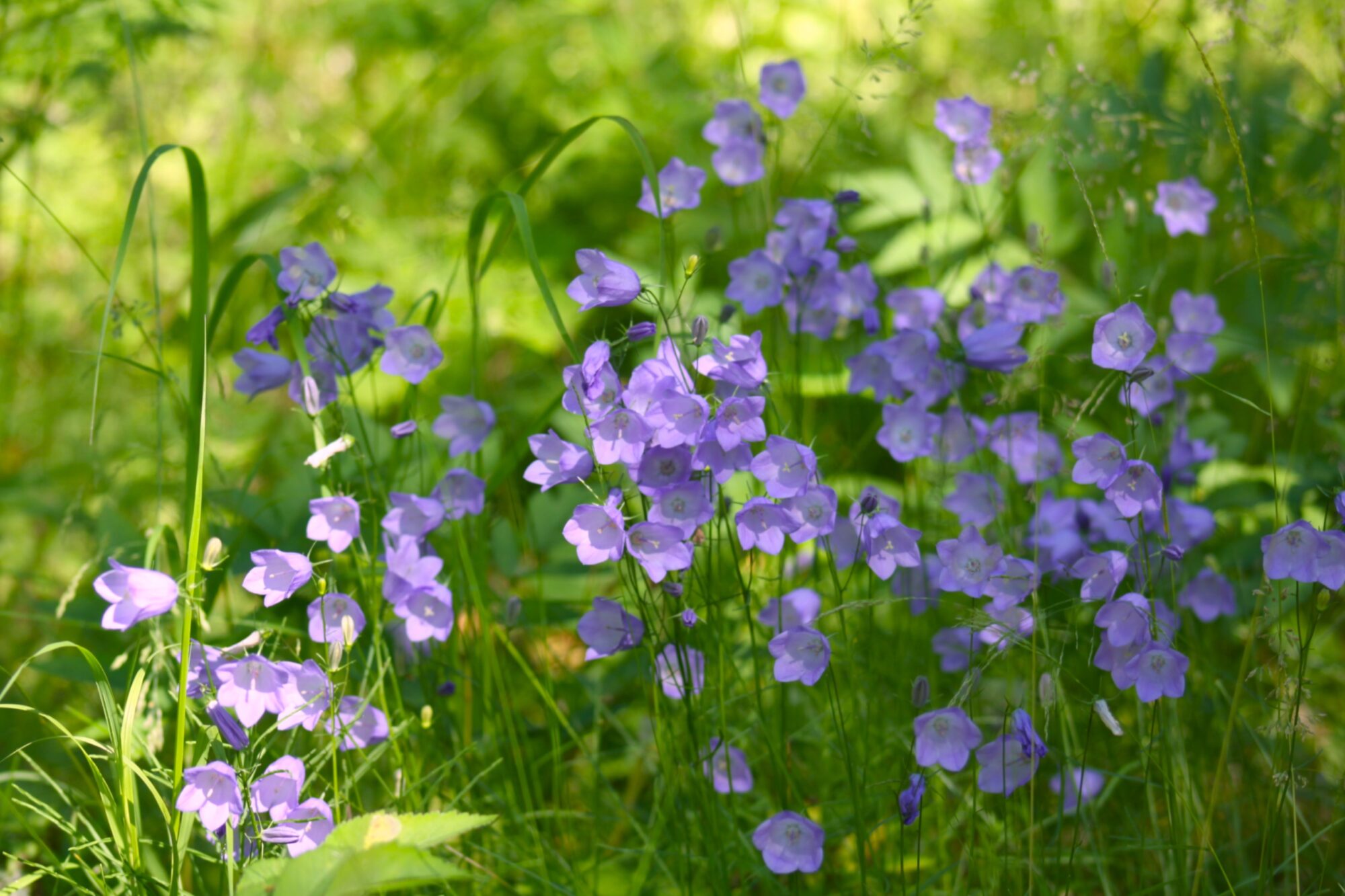 Valokuvaaja: Pirkko Siukonen