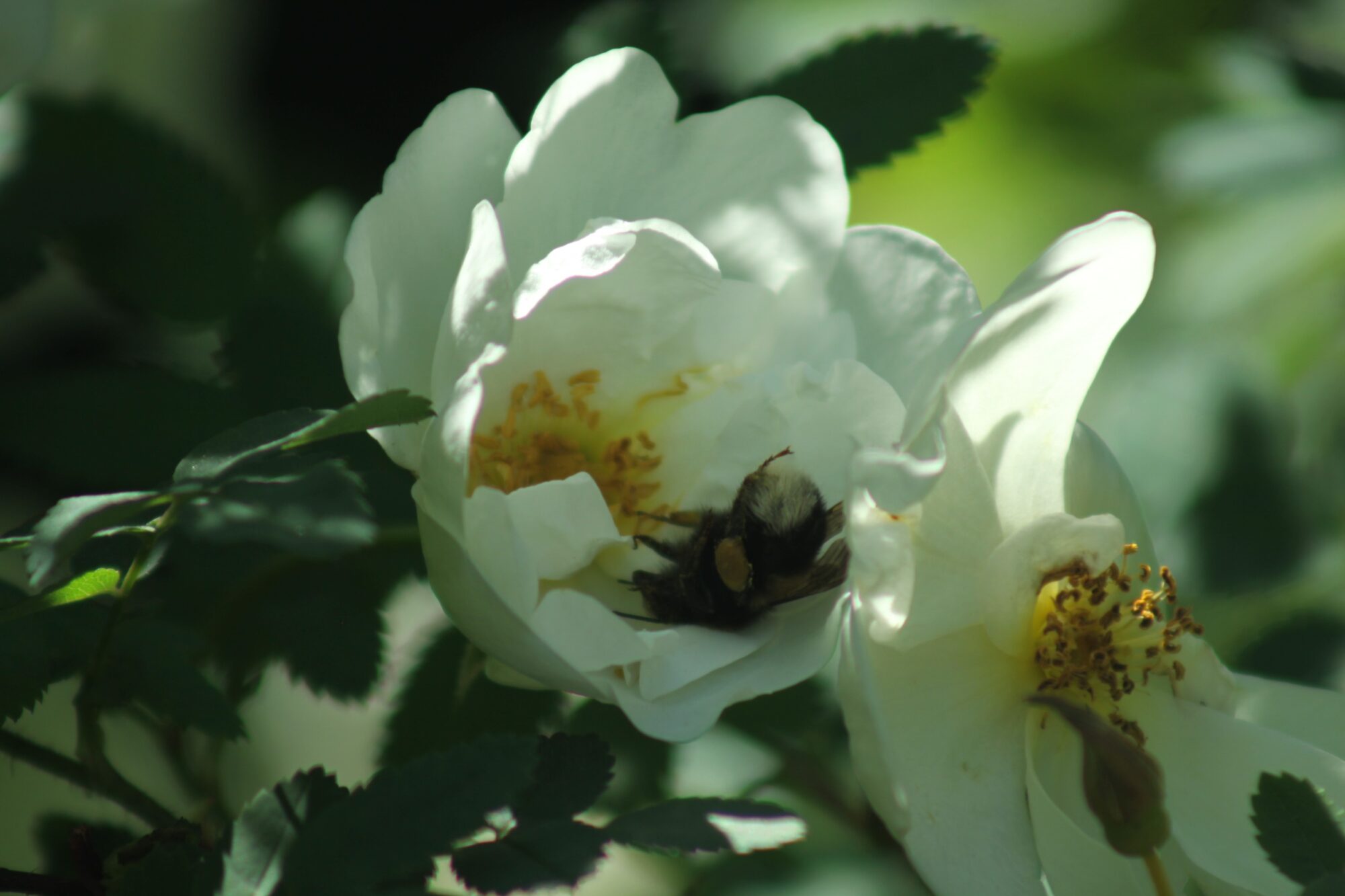 Valokuvaaja: Pirkko Siukonen