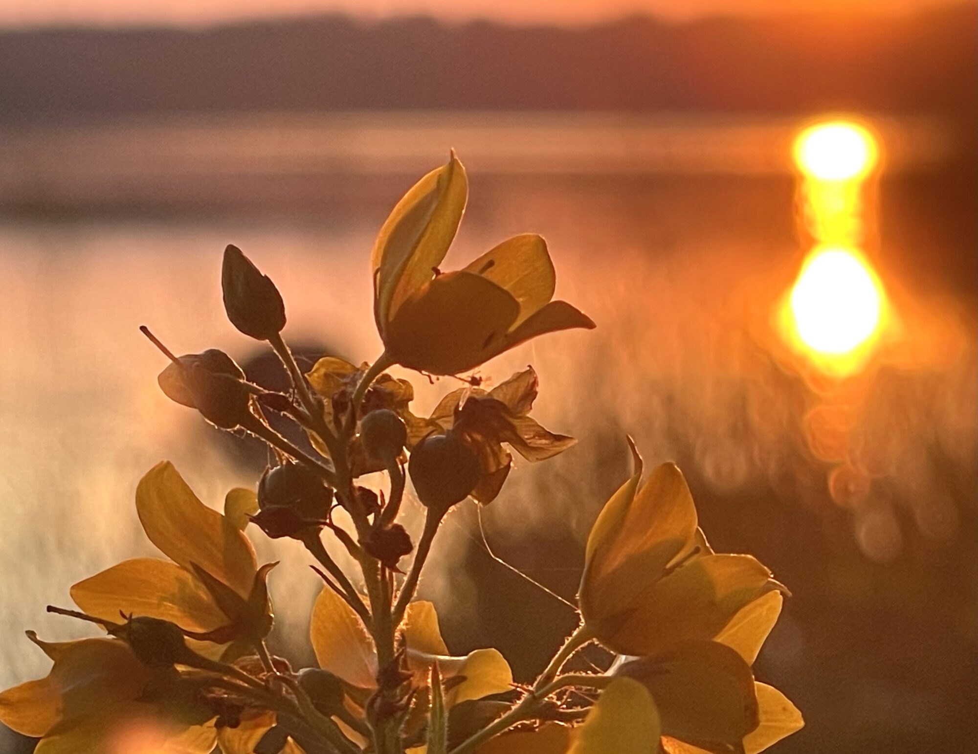 Valokuvaaja: Liisa Niiva-Korpela