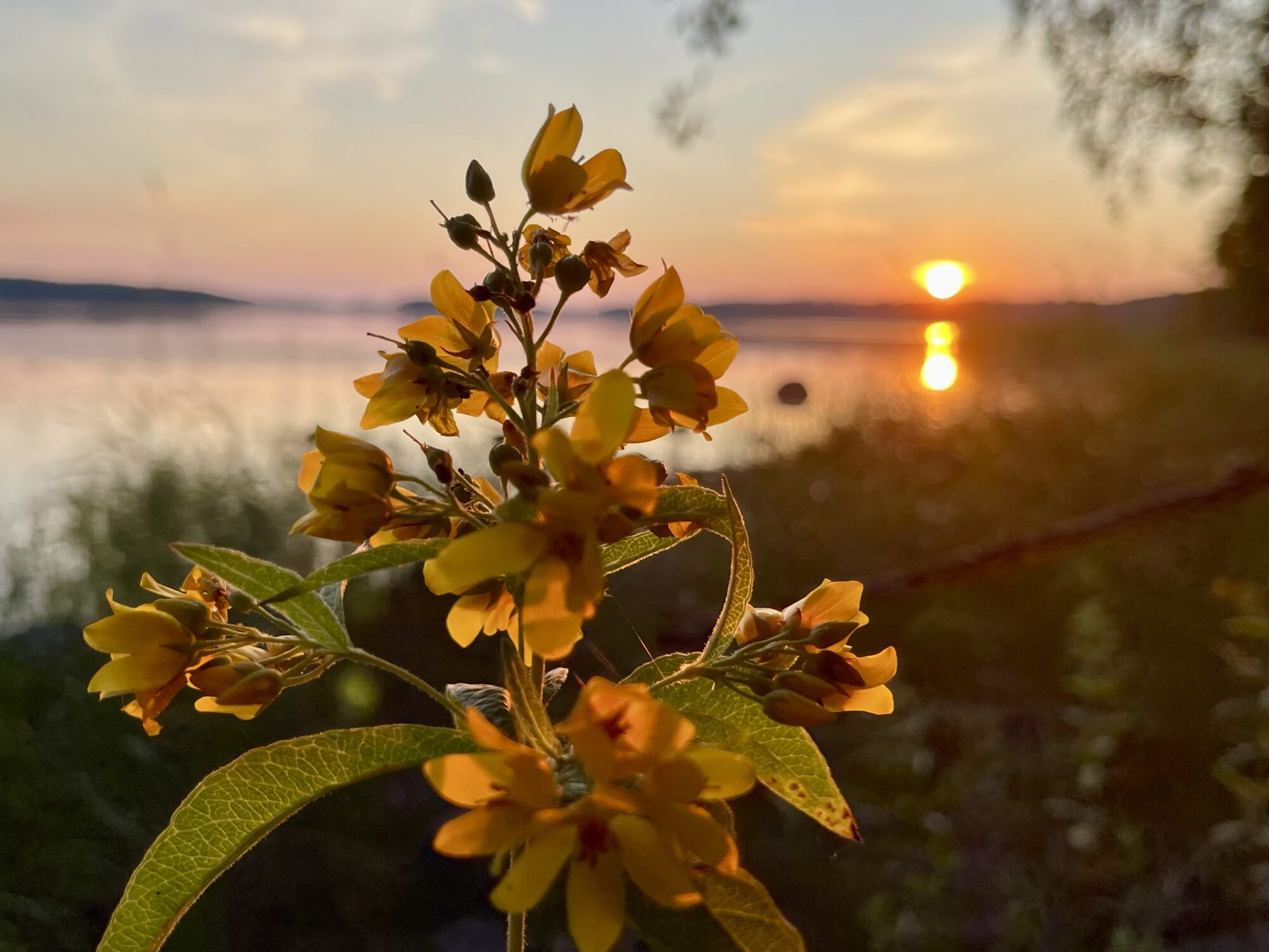 Valokuvaaja: Liisa Niiva-Korpela
