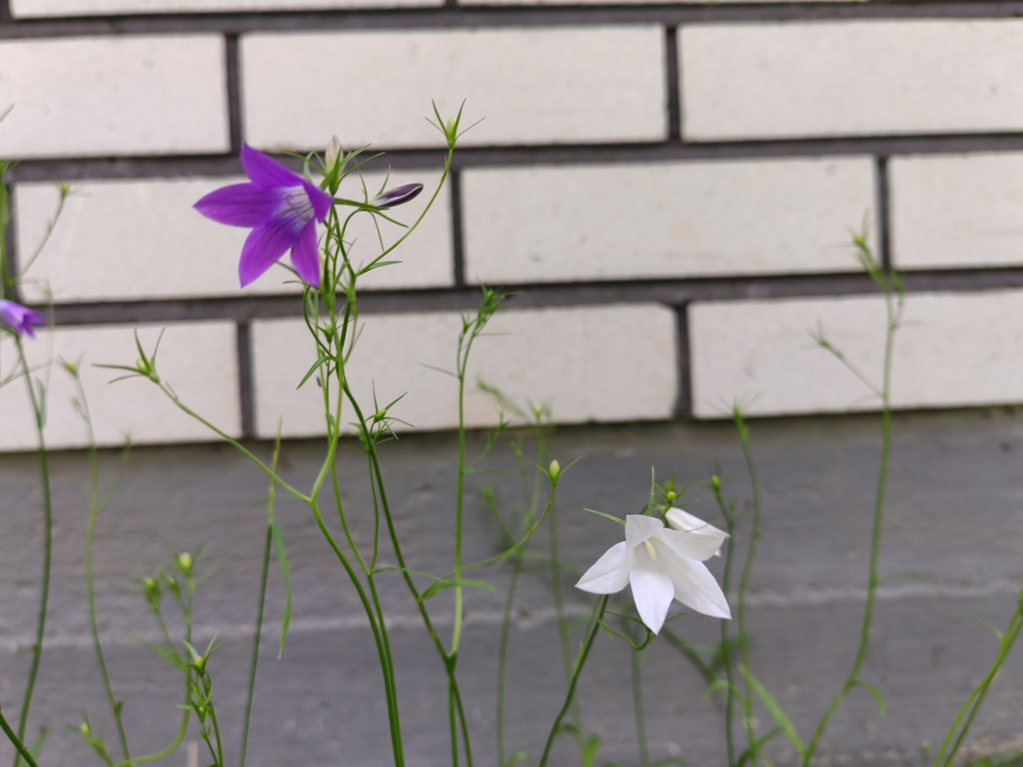 Valokuvaaja: Hanna Haustola