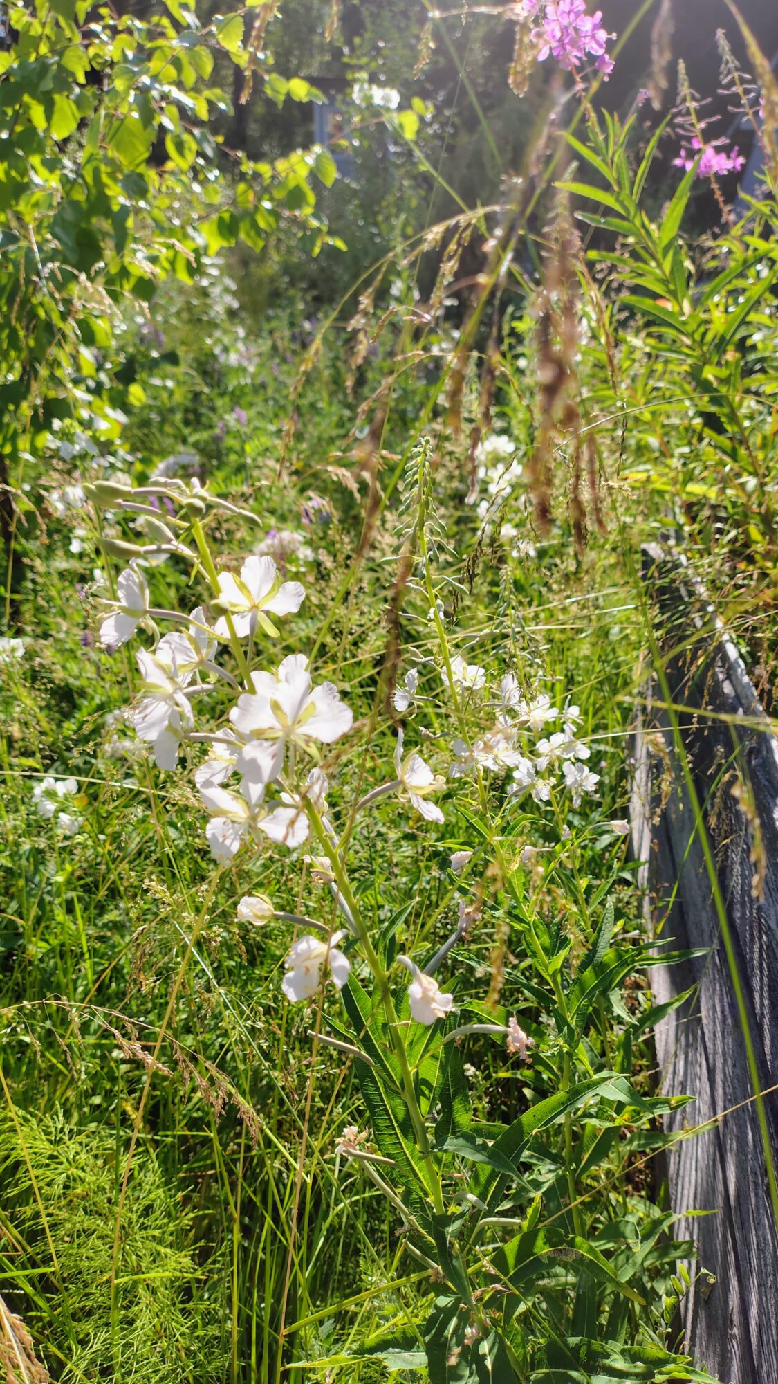 Valokuvaaja: Mika Lilleberg