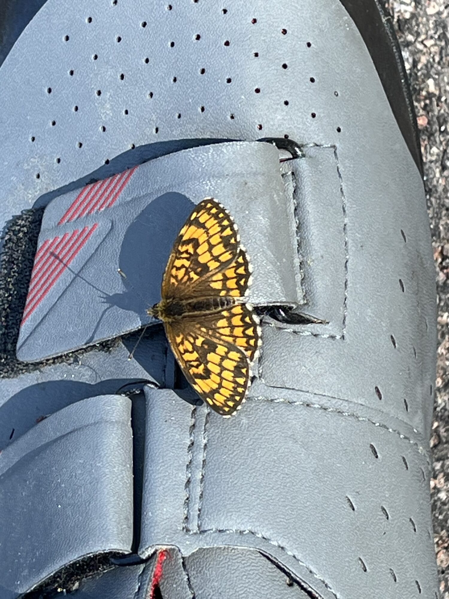 Valokuvaaja: Kari Janatuinen