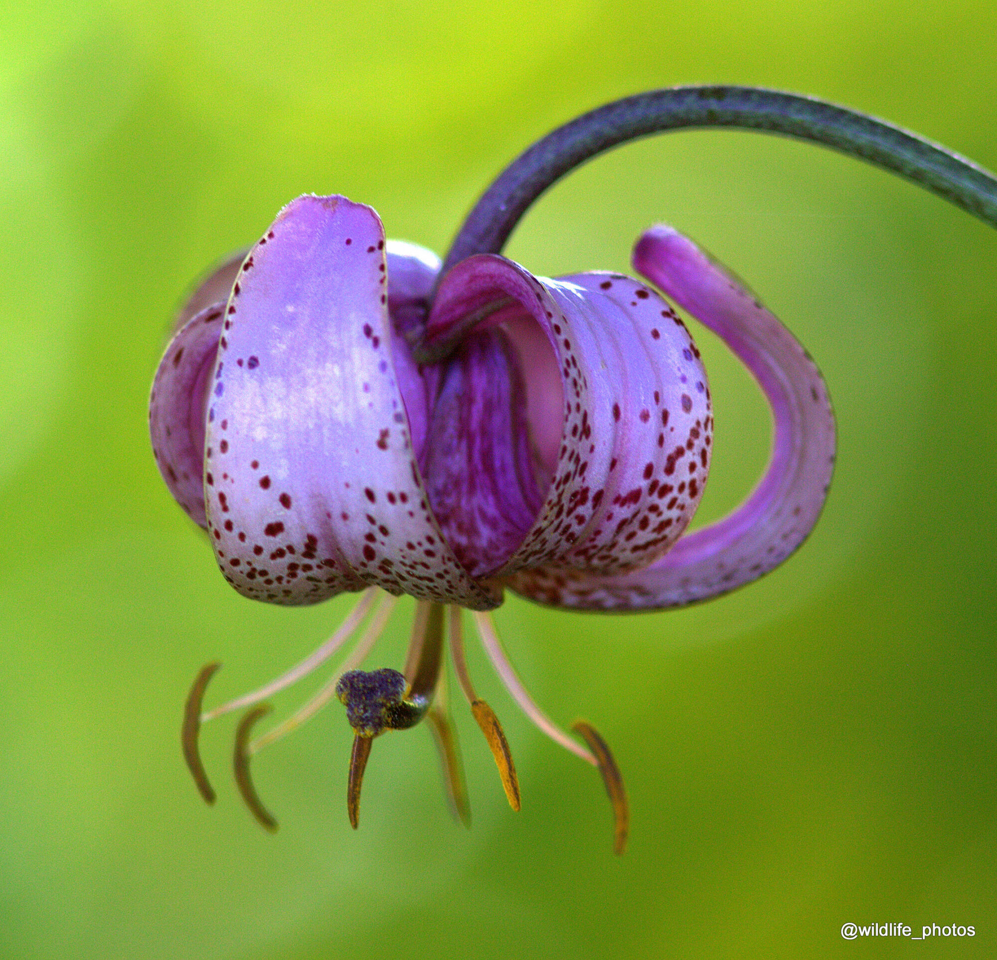 Valokuvaaja: tapio keinonen Valokuvaaja: tapio keinonen