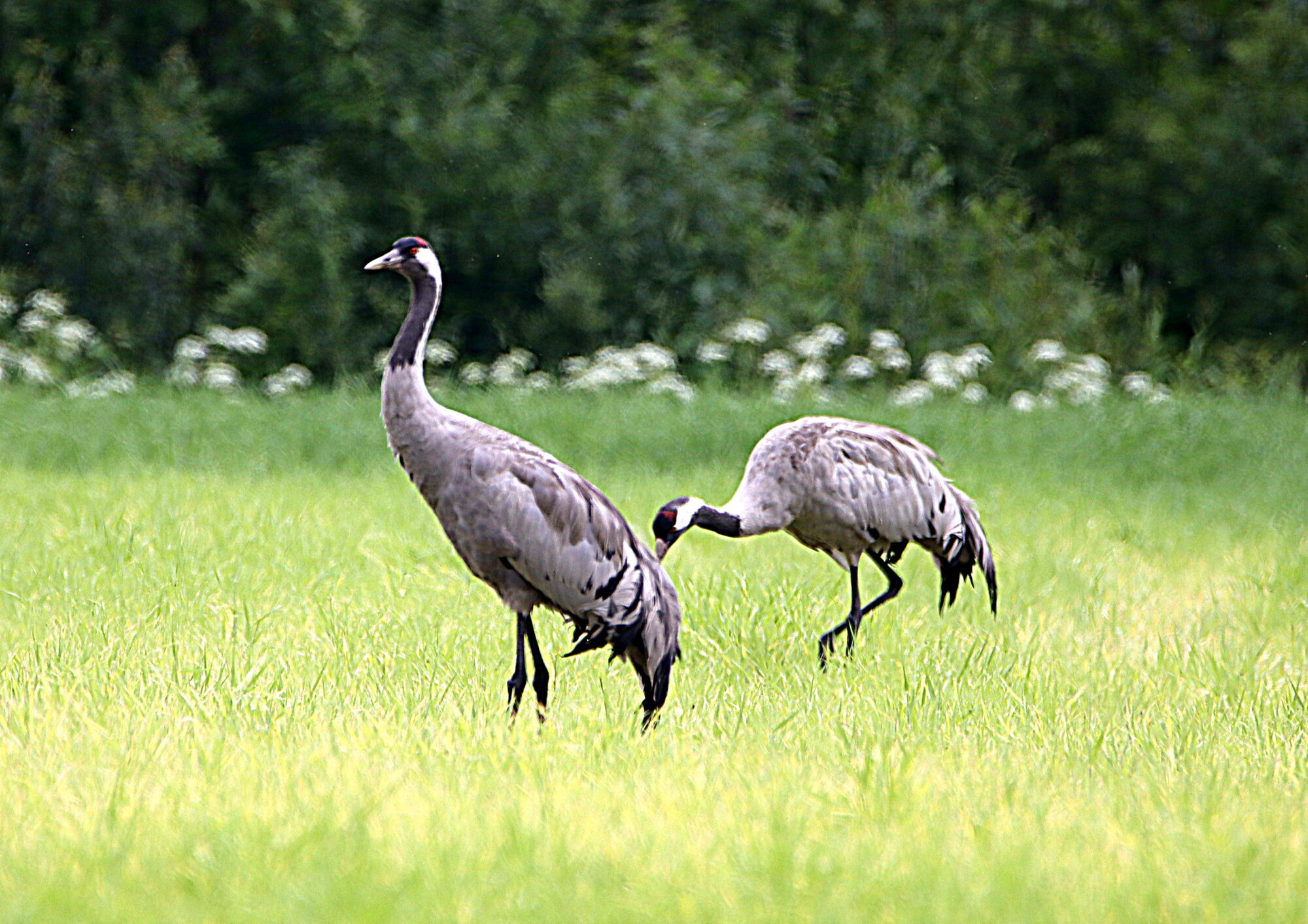 Valokuvaaja: Hannu Rasiranta