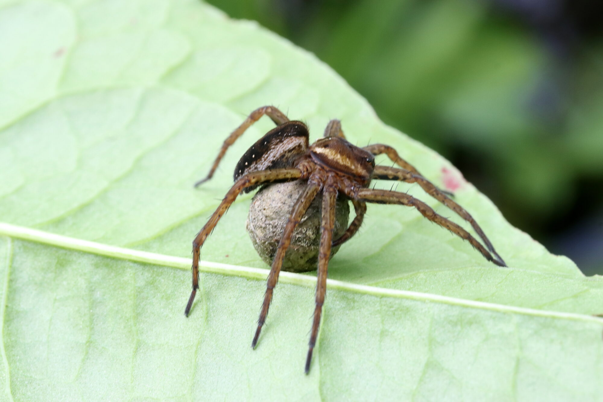 Valokuvaaja: Hannu Rasiranta