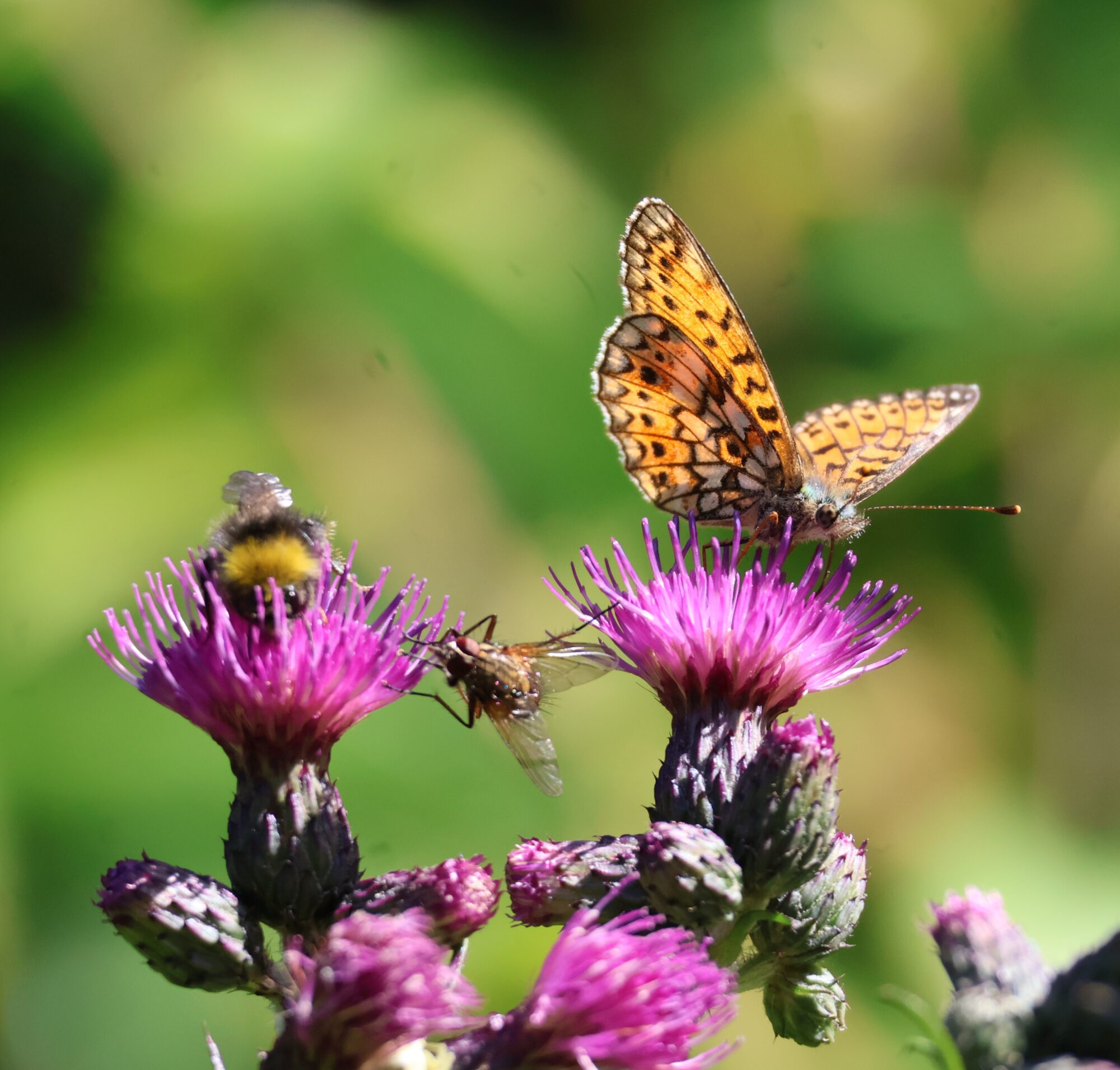 Valokuvaaja: Hanna Rönty