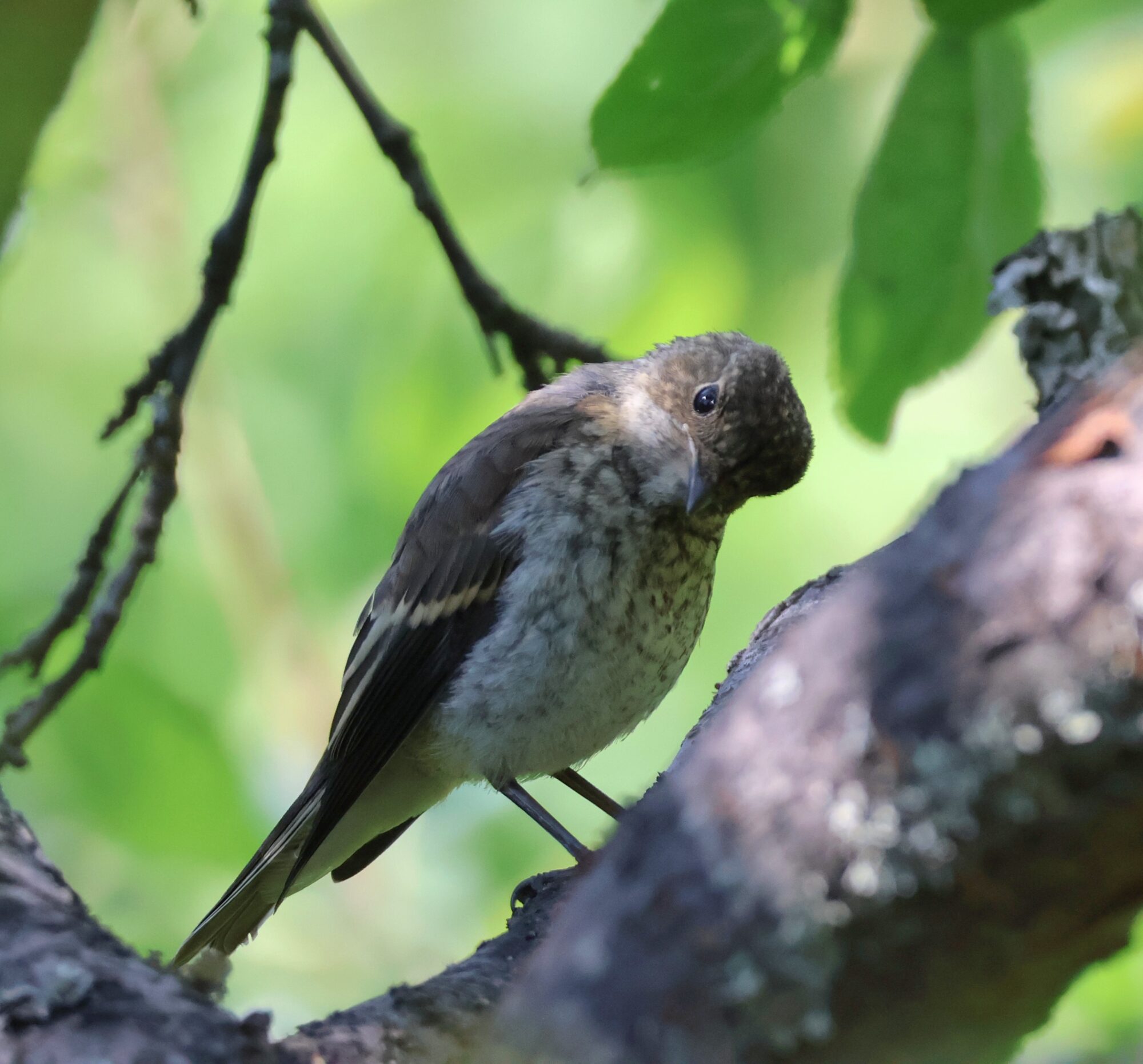 Valokuvaaja: Hanna Rönty