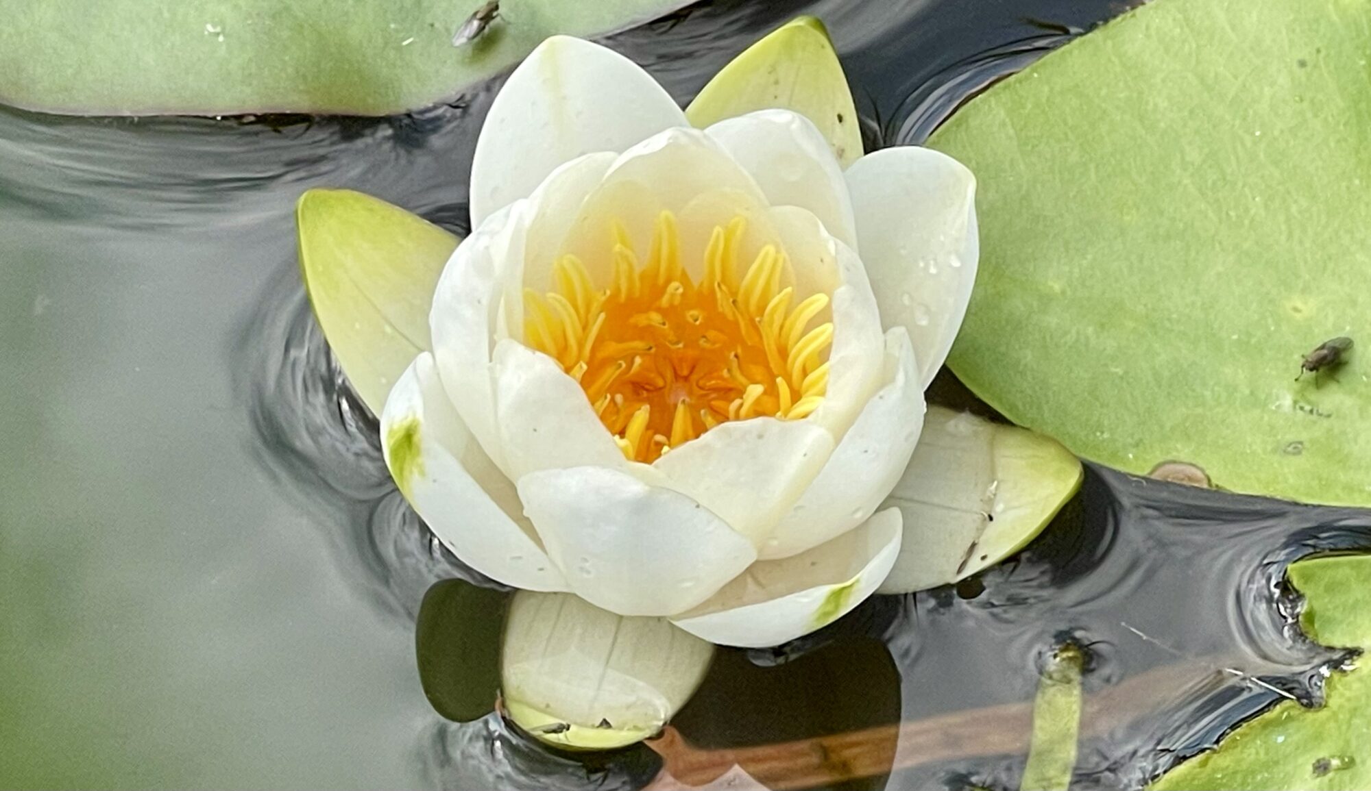 Valokuvaaja: Liisa Niiva-Korpela