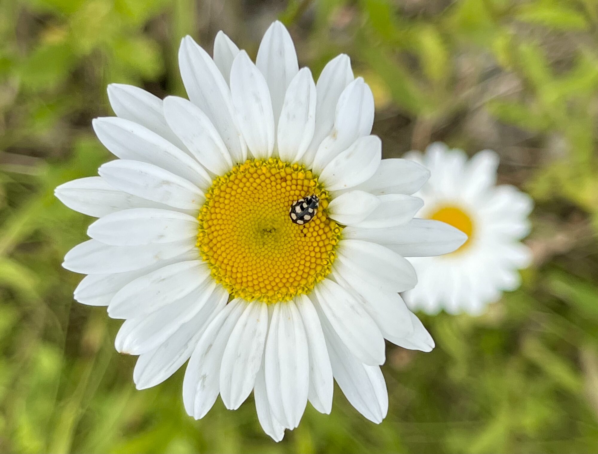 Valokuvaaja: Liisa Niiva-Korpela