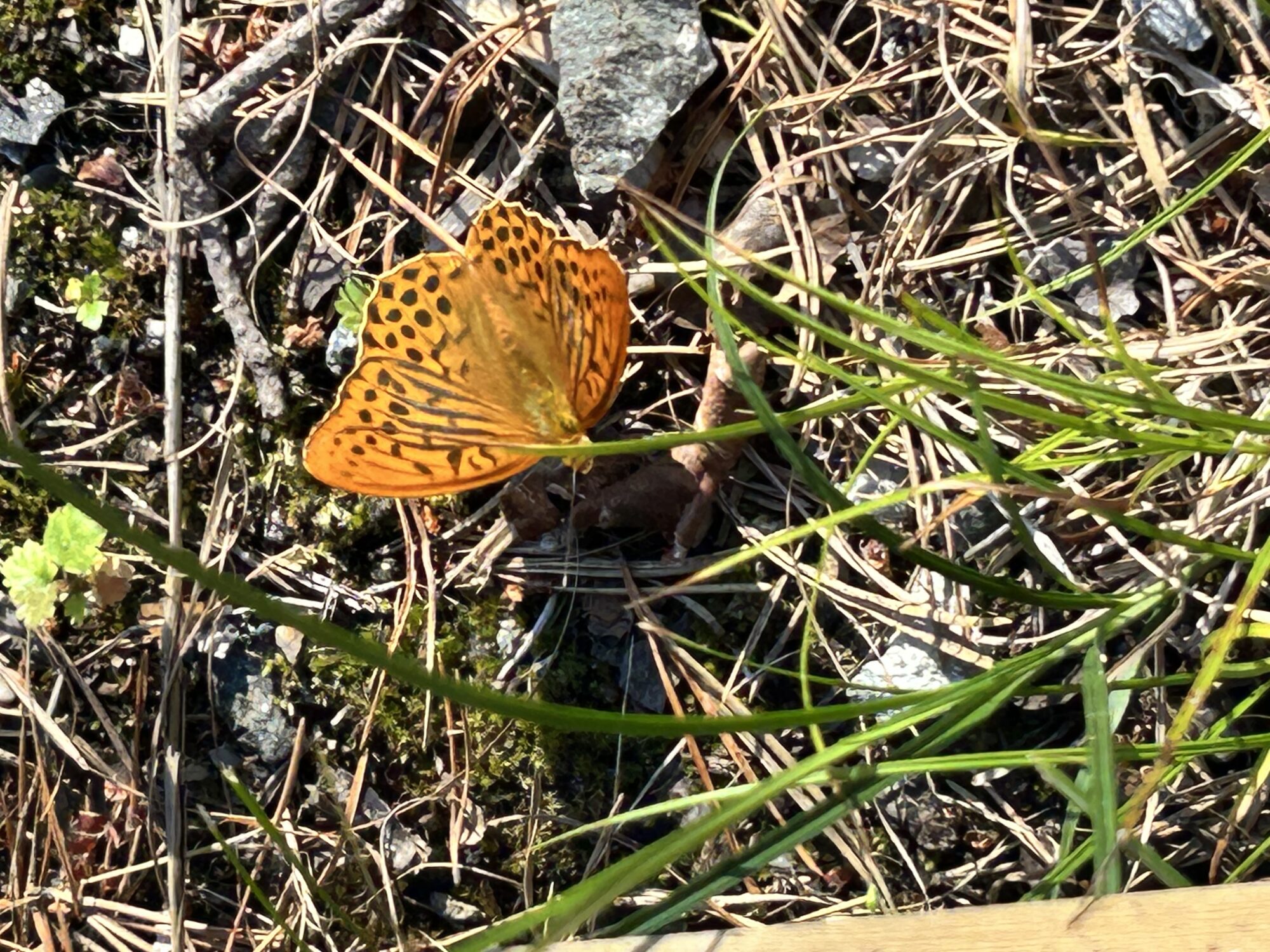 Valokuvaaja: Anitta Raappana