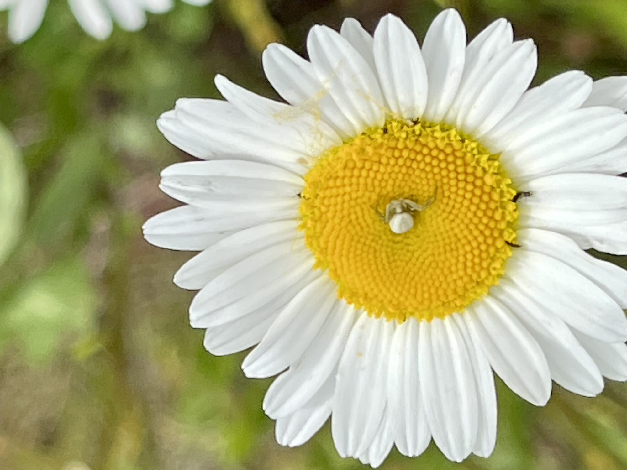 Valokuvaaja: Liisa Niiva-Korpela Valokuvaaja: Liisa Niiva-Korpela