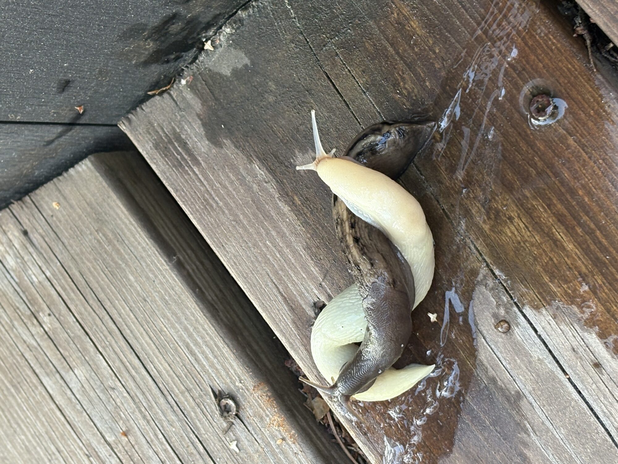 Valokuvaaja: Tuula Riutta Valokuvaaja: Tuula Riutta