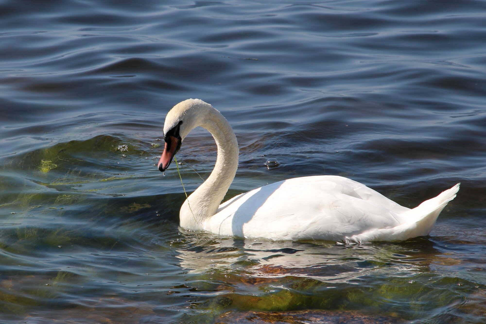 Valokuvaaja: Kirsi-Marja Joenpolvi