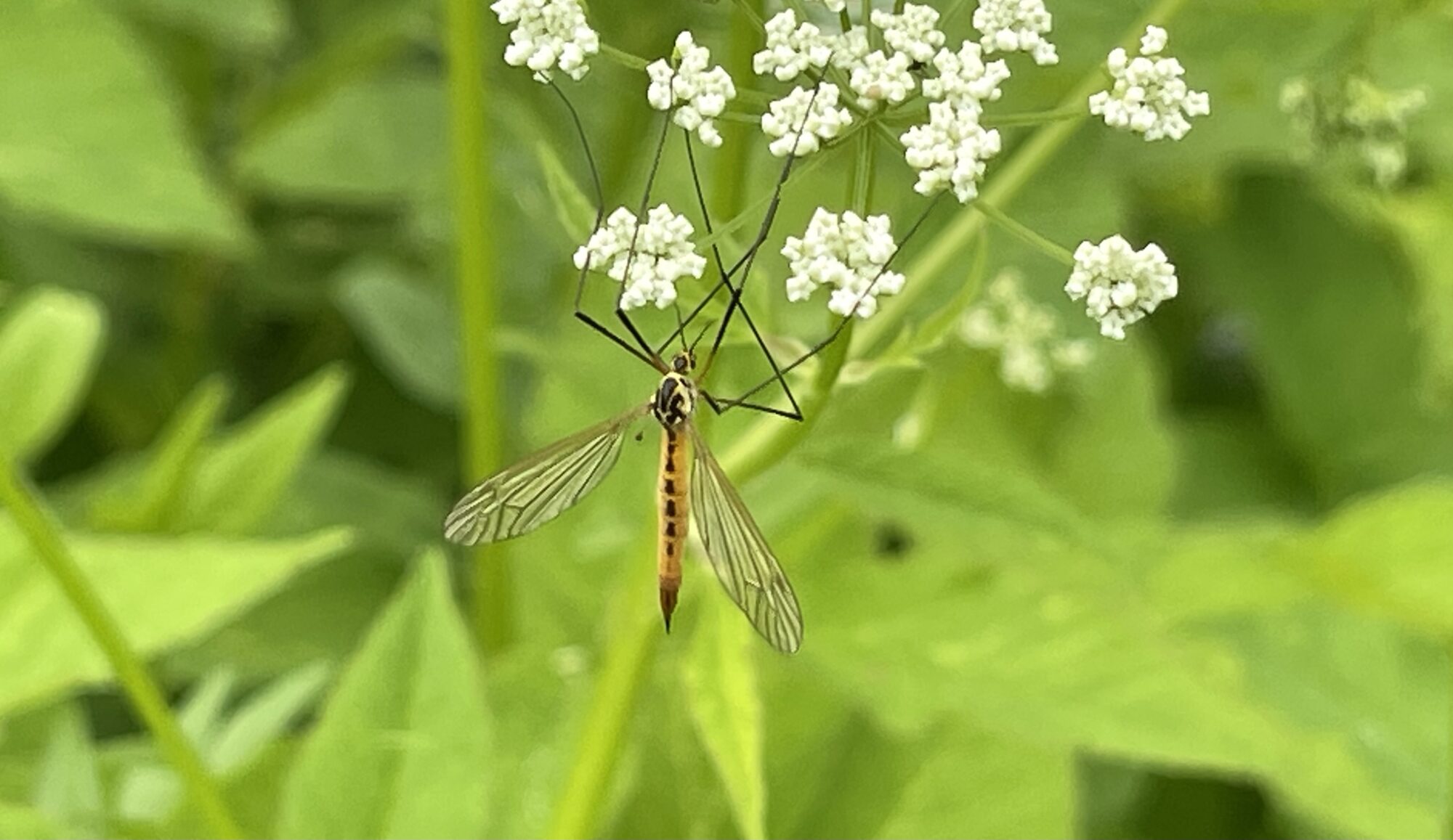 Valokuvaaja: Liisa Niiva-Korpela