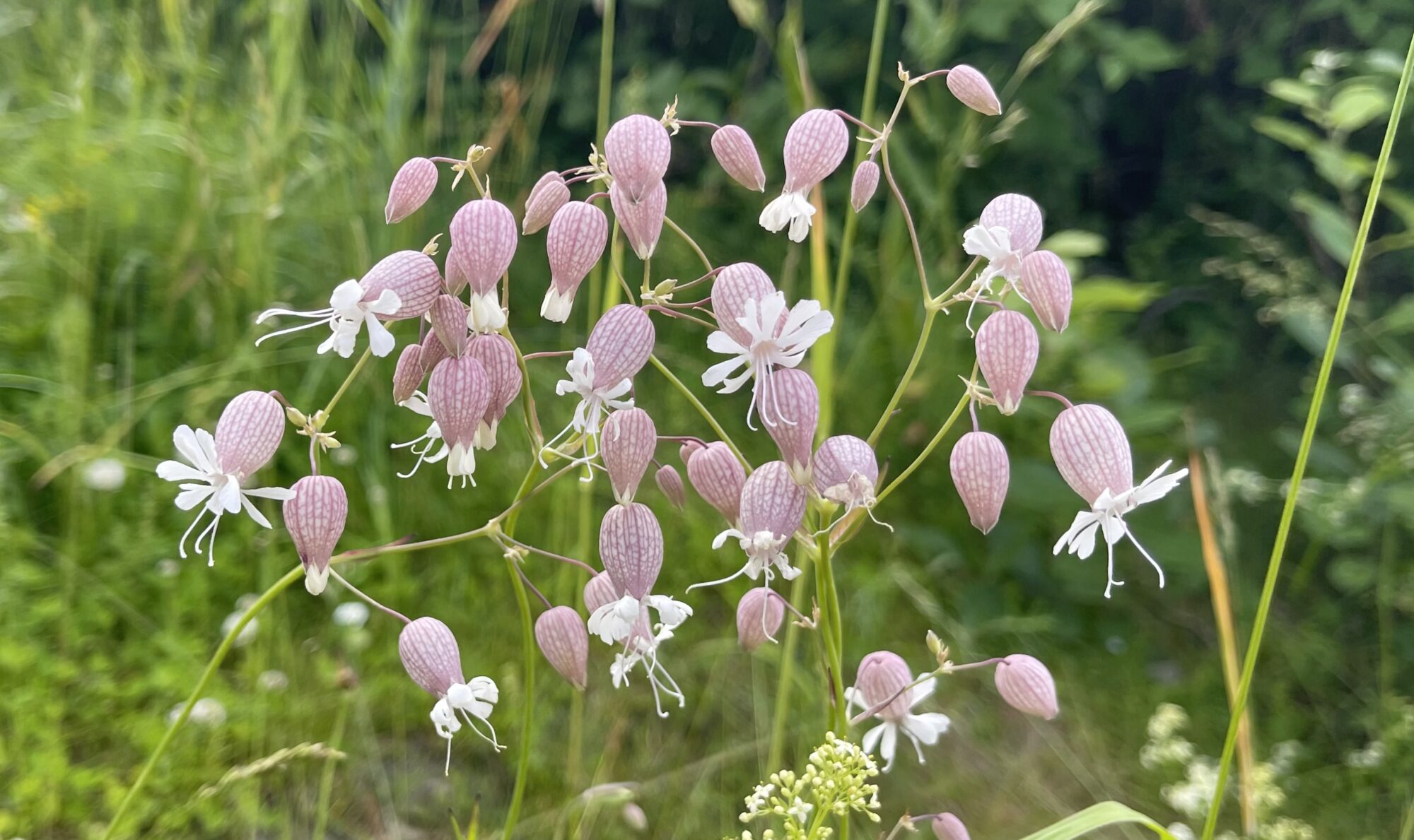 Valokuvaaja: Liisa Niiva-Korpela
