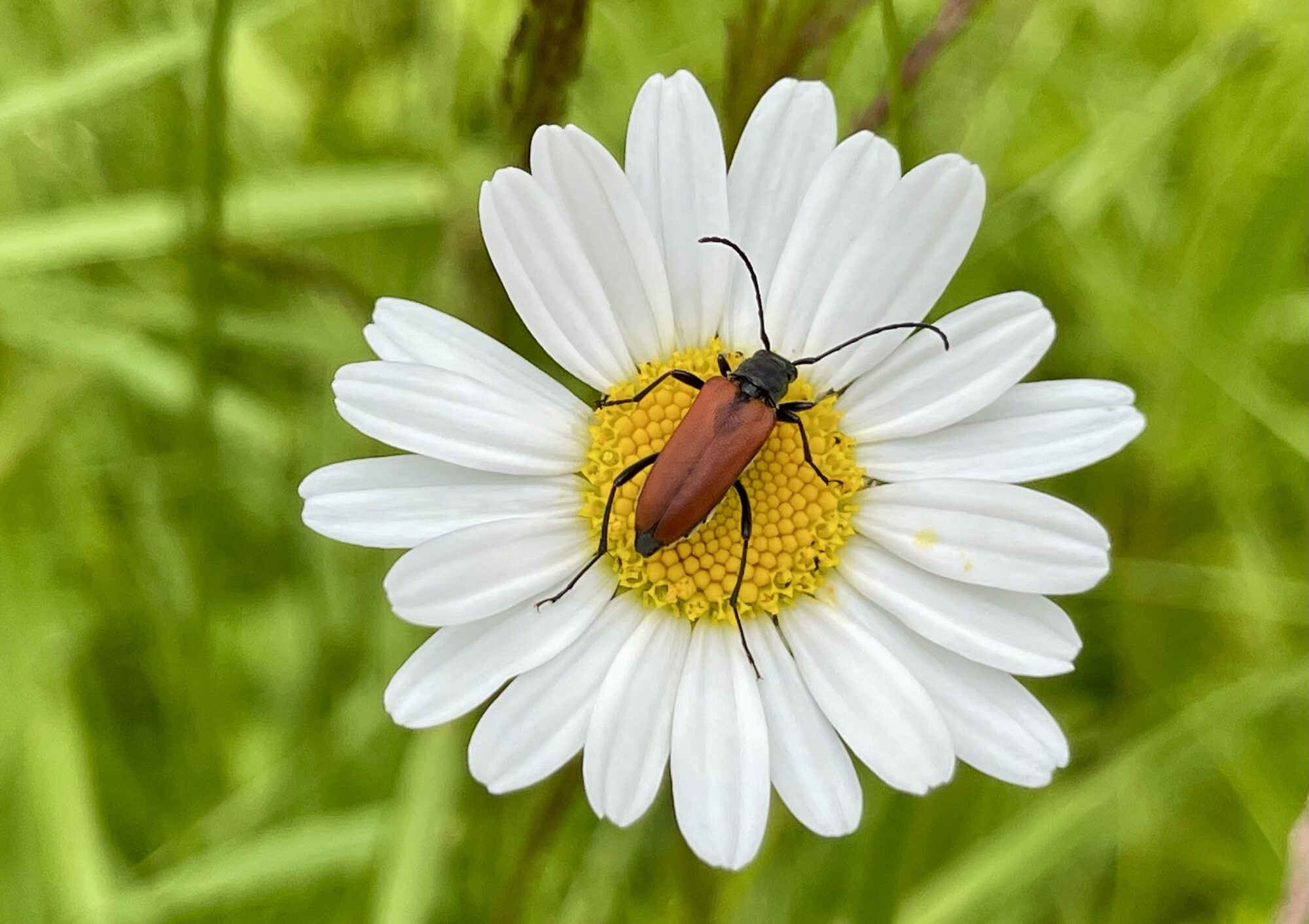 Valokuvaaja: Liisa Niiva-Korpela