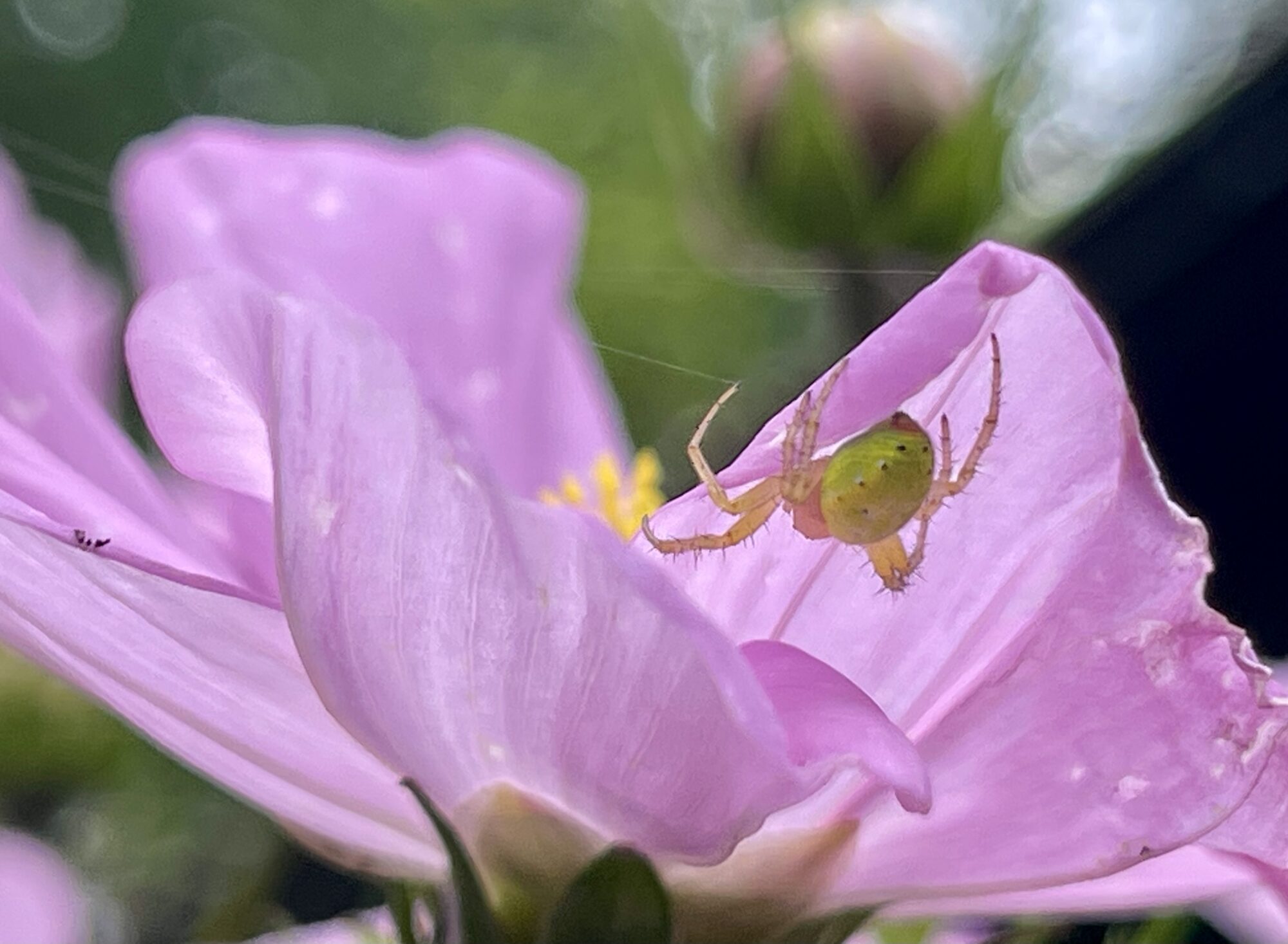 Valokuvaaja: Liisa Niiva-Korpela Valokuvaaja: Liisa Niiva-Korpela